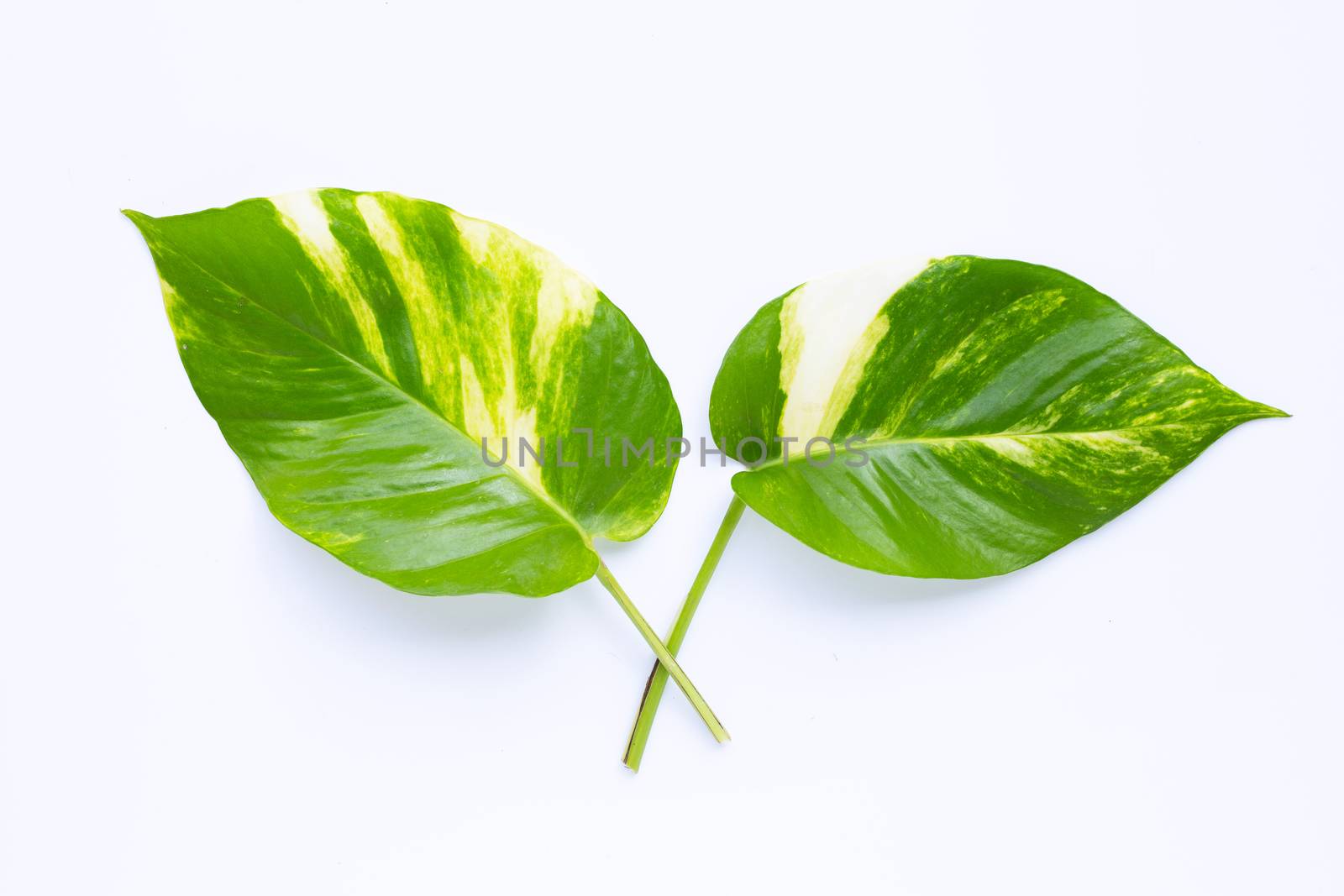 Golden pothos or devil's ivy leaves on white background.
