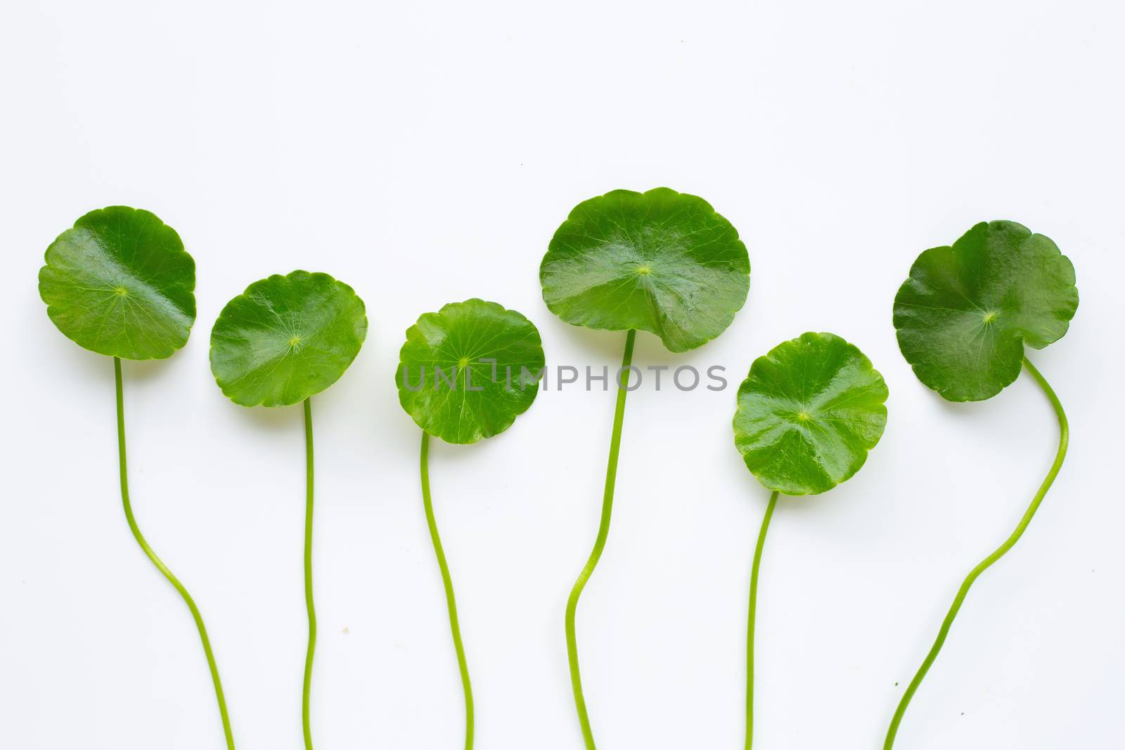 Gotu kola leaves on white background.