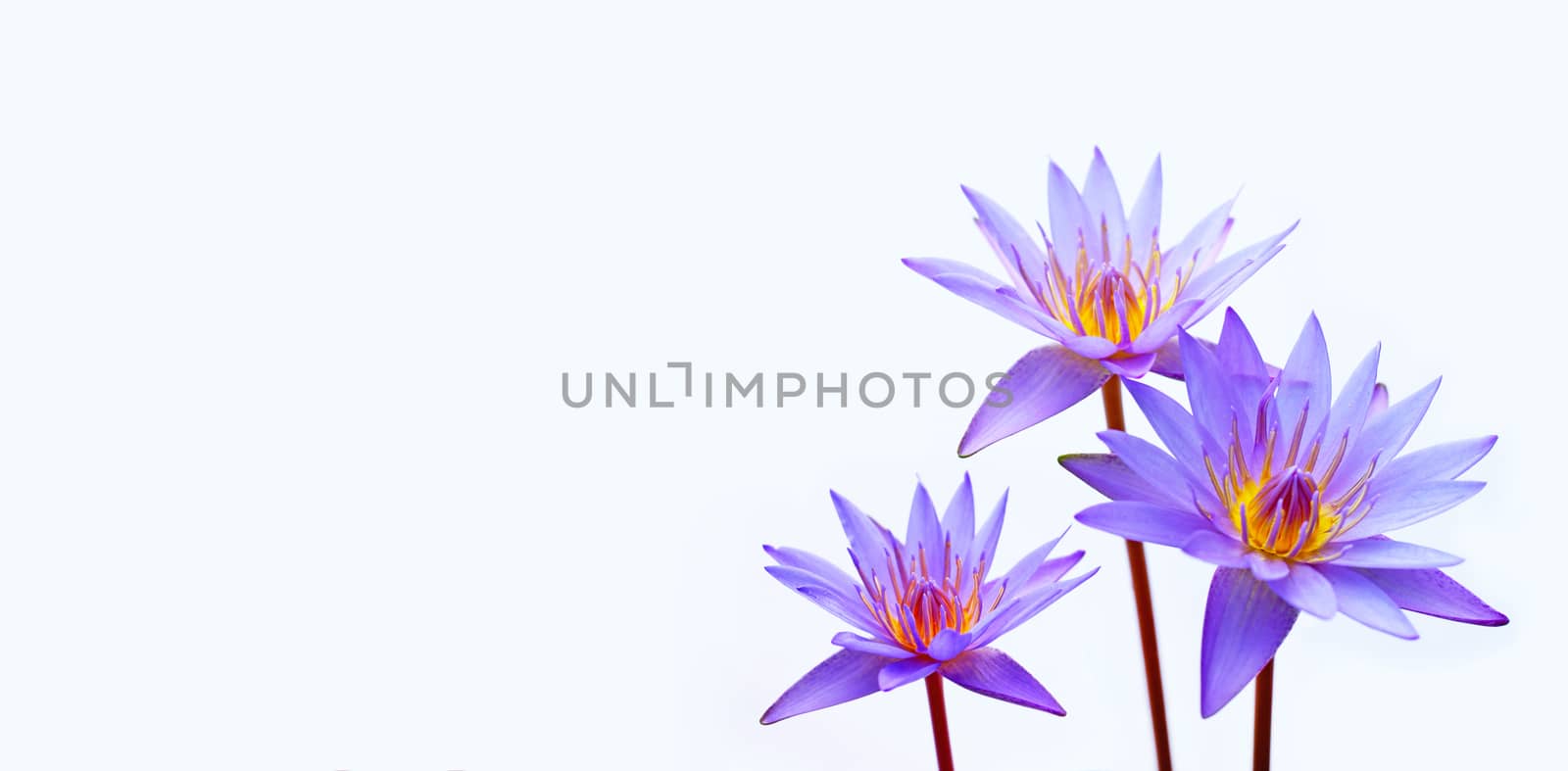 Purple water lilies, Violet lotus blooming on white background. Colorful flower garden, Copy space