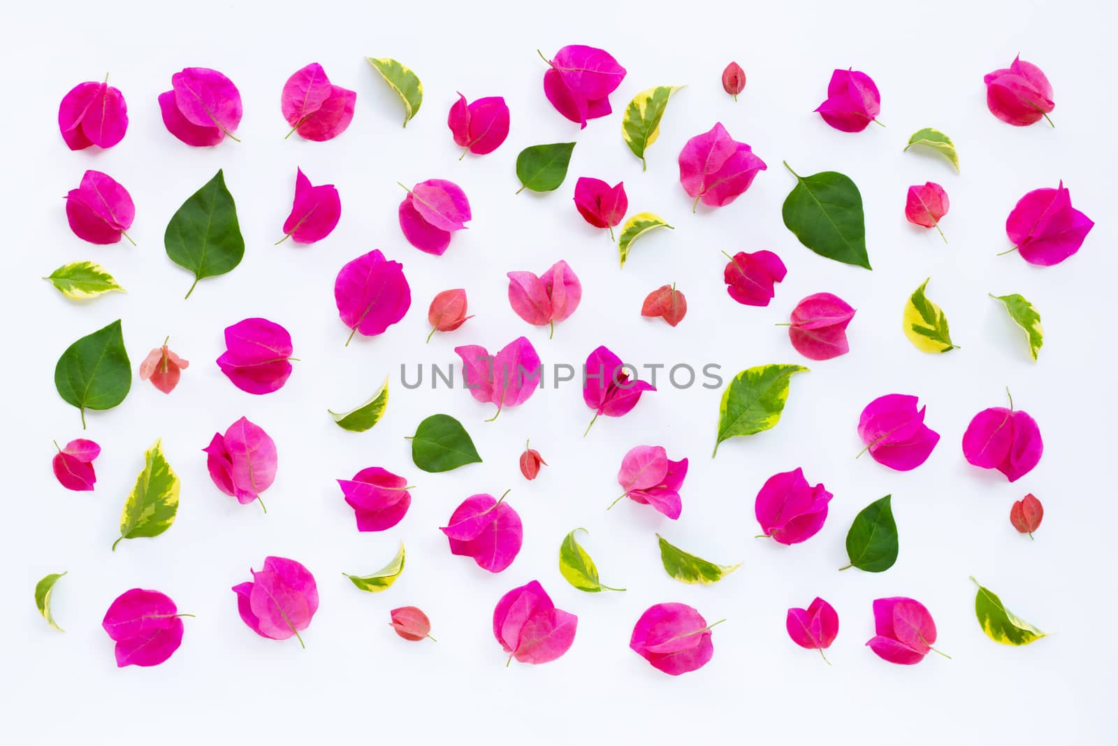 Beautiful red bougainvillea flower with leaves on white background.