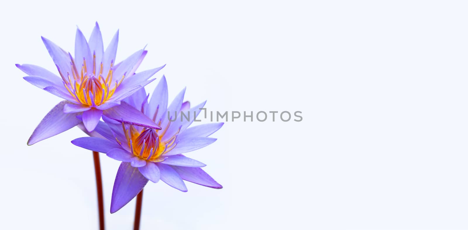 Purple water lilies, Violet lotus blooming on white background.  by Bowonpat