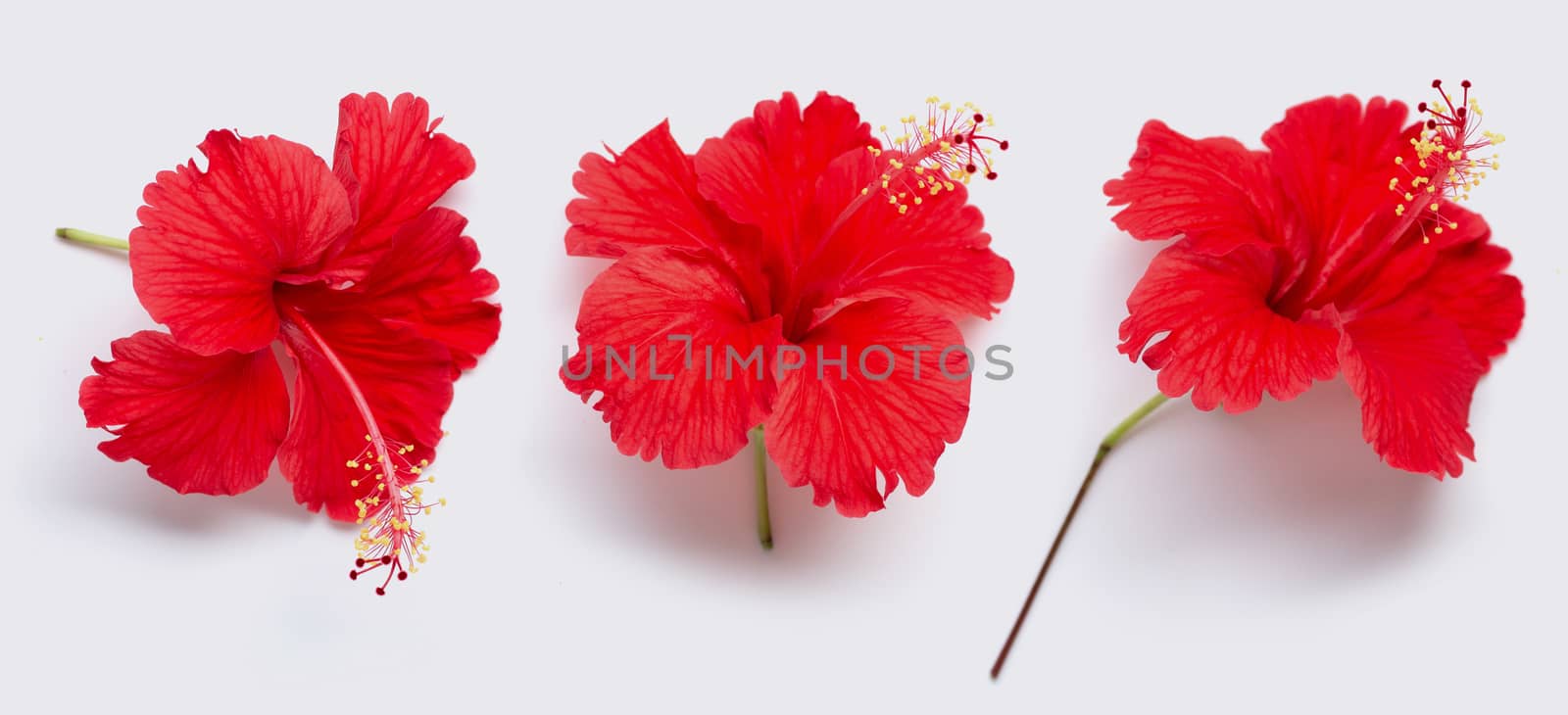 Beautiful red hibiscus flower in full bloom on white