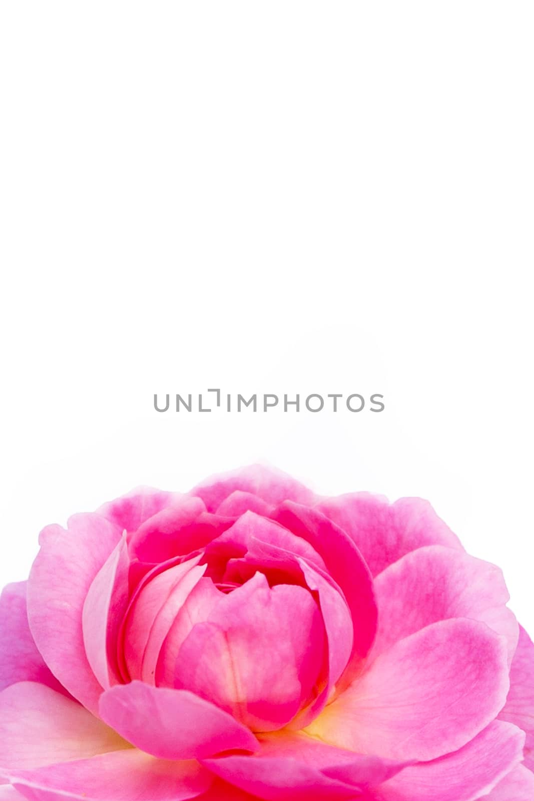 Rose flower isolated on white background.  by Bowonpat