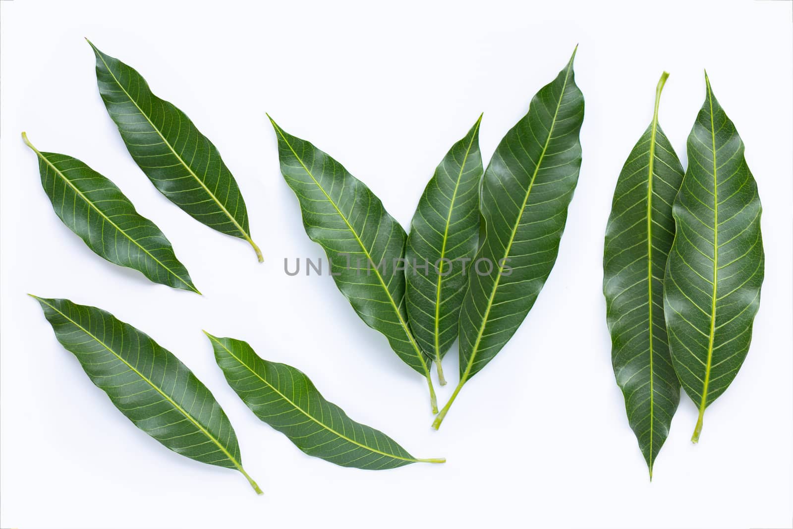 Top view of mango leaves on white background.