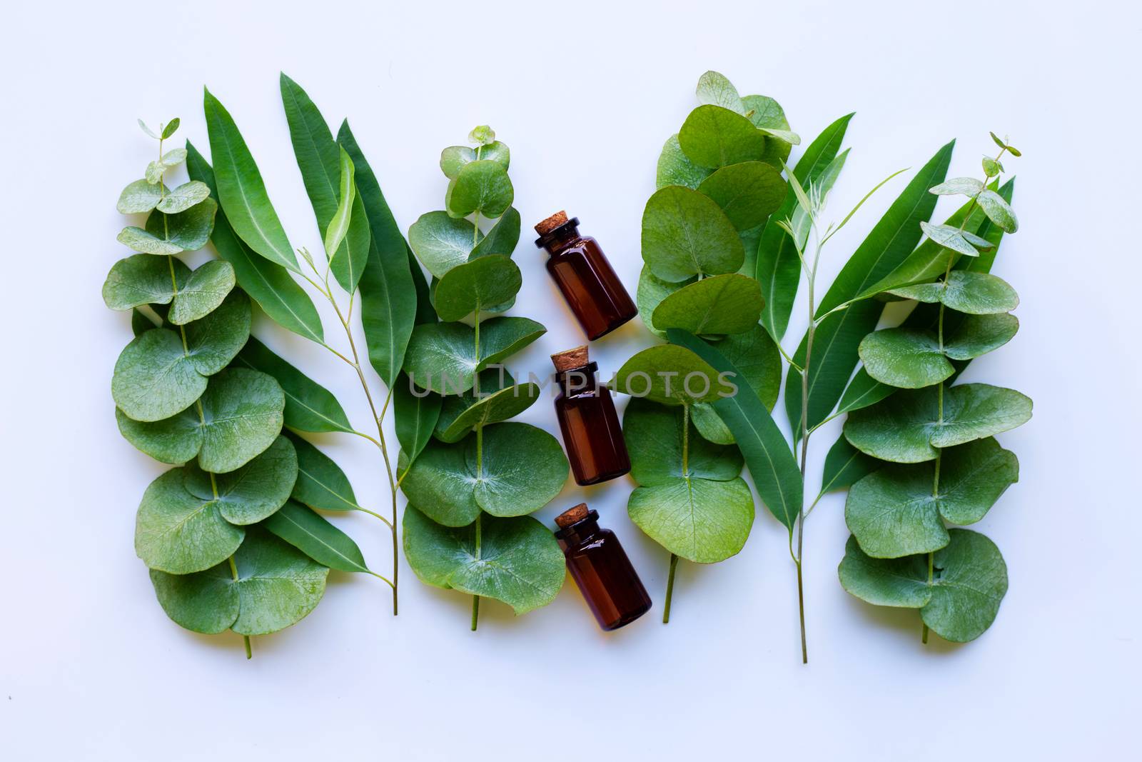 Eucalyptus essential oils with branches of eucalyptus  by Bowonpat