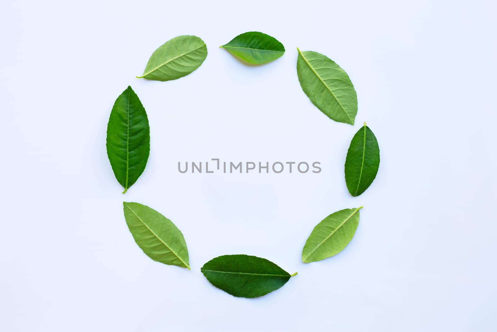 Lemon leaves circle on white background