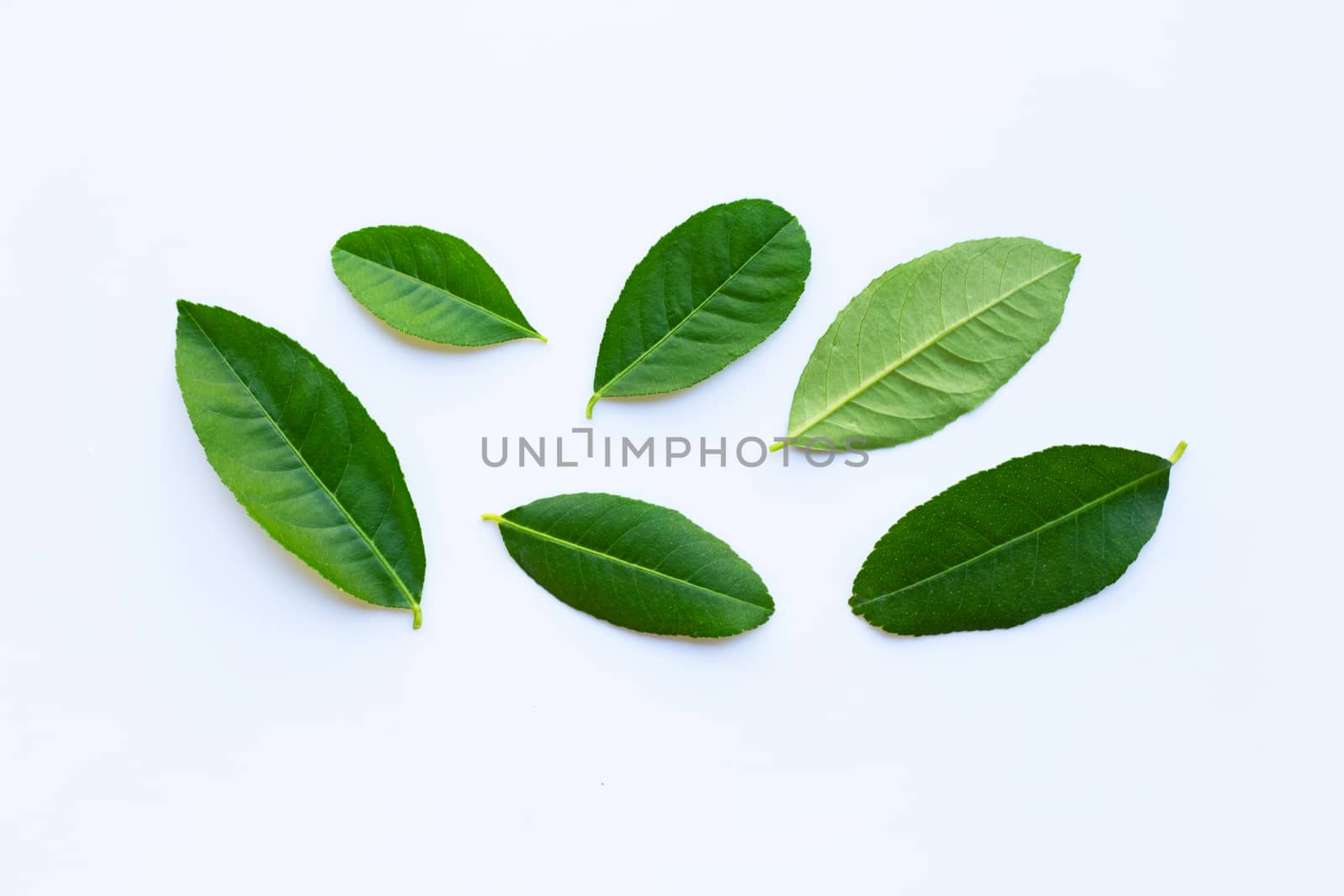 Lemon leaves on white background