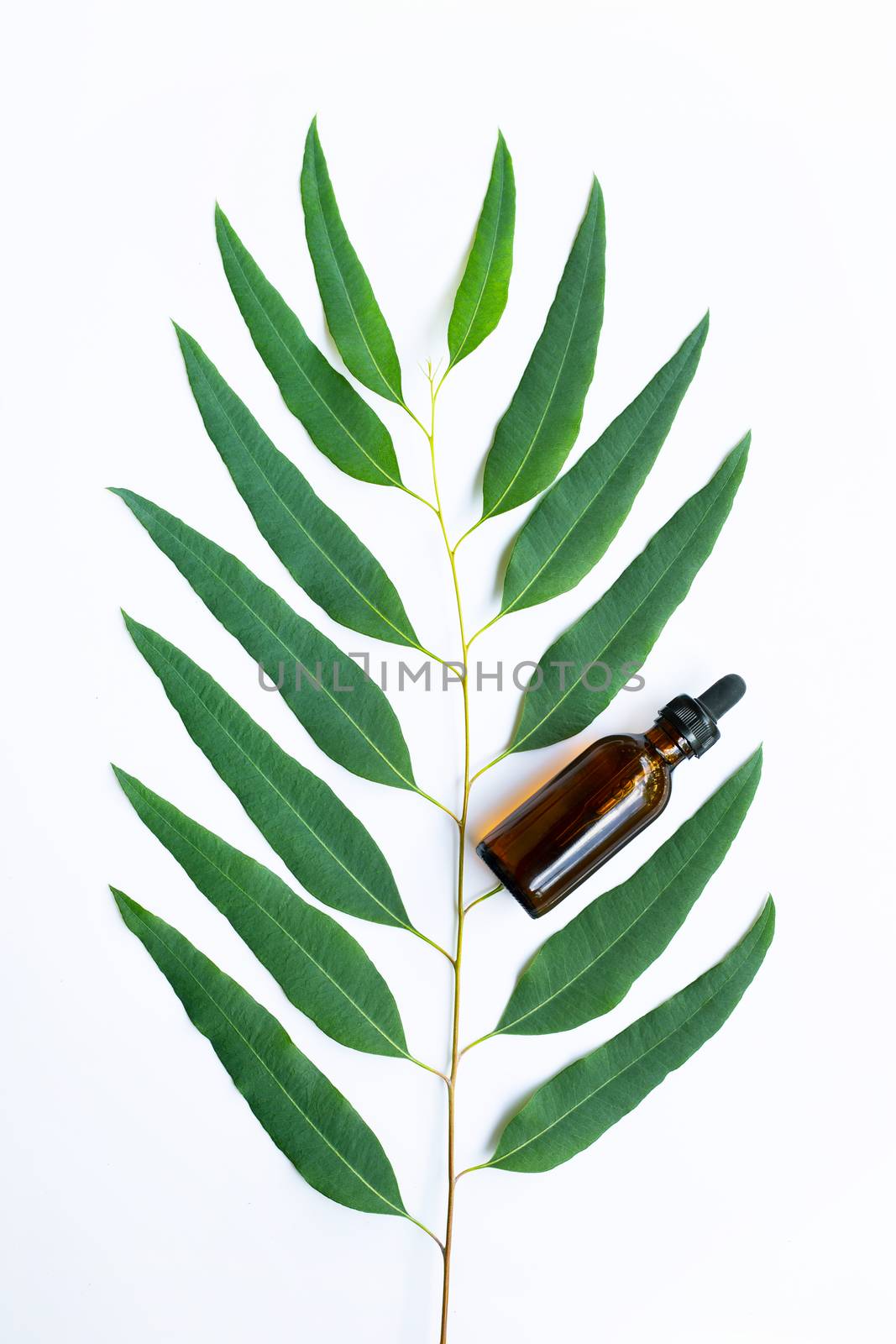 Eucalyptus oil bottle with eucalyptus branch on white background