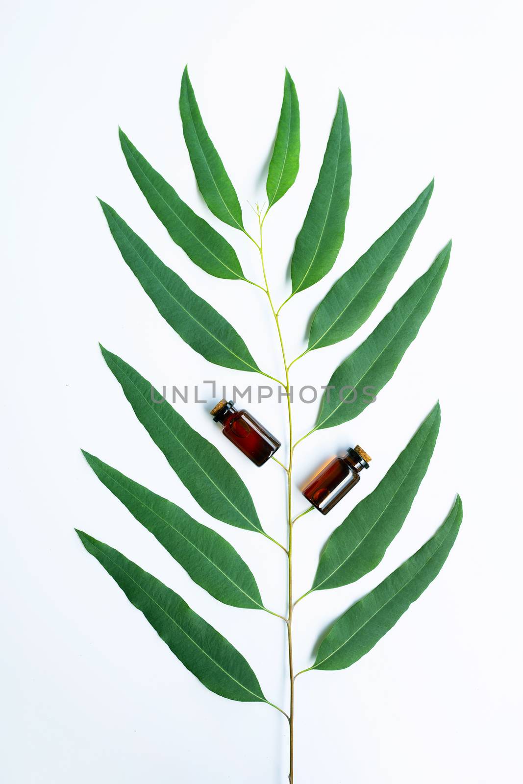Eucalyptus oil bottle with eucalyptus branch on white background