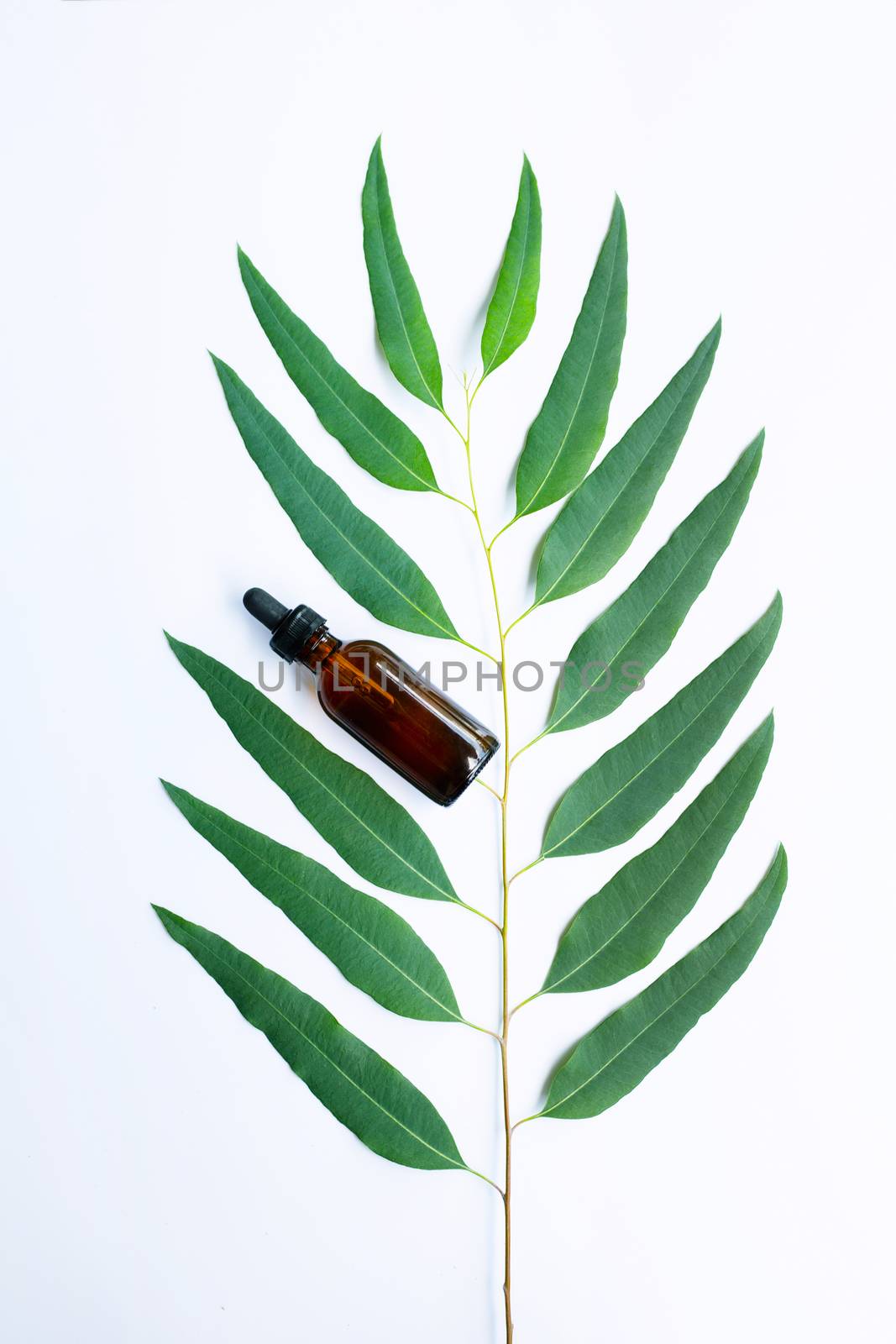 Eucalyptus oil bottle with eucalyptus branch on white background by Bowonpat