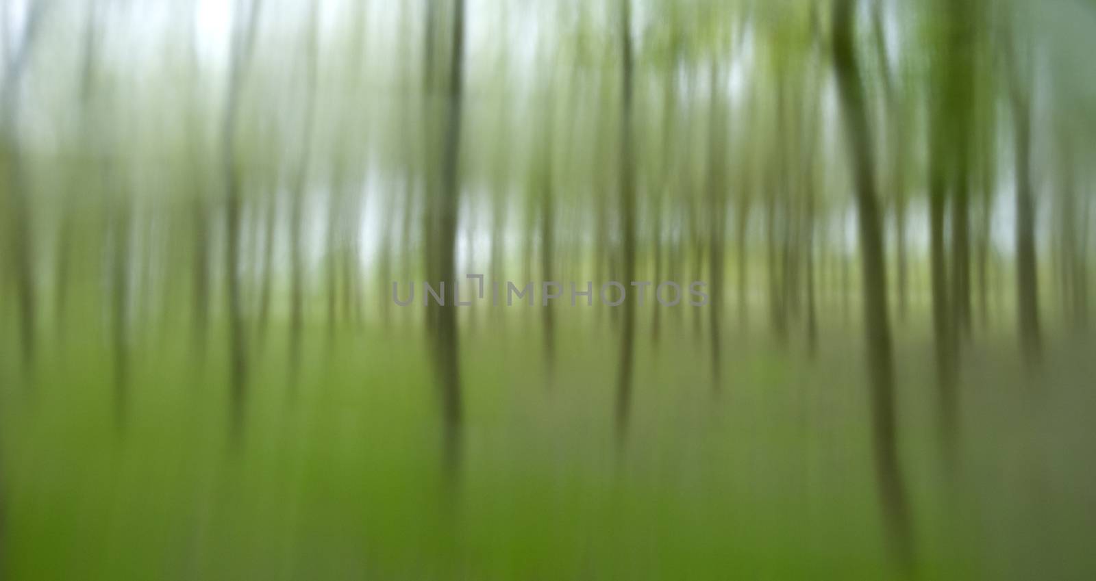 Misty trees in a plantation