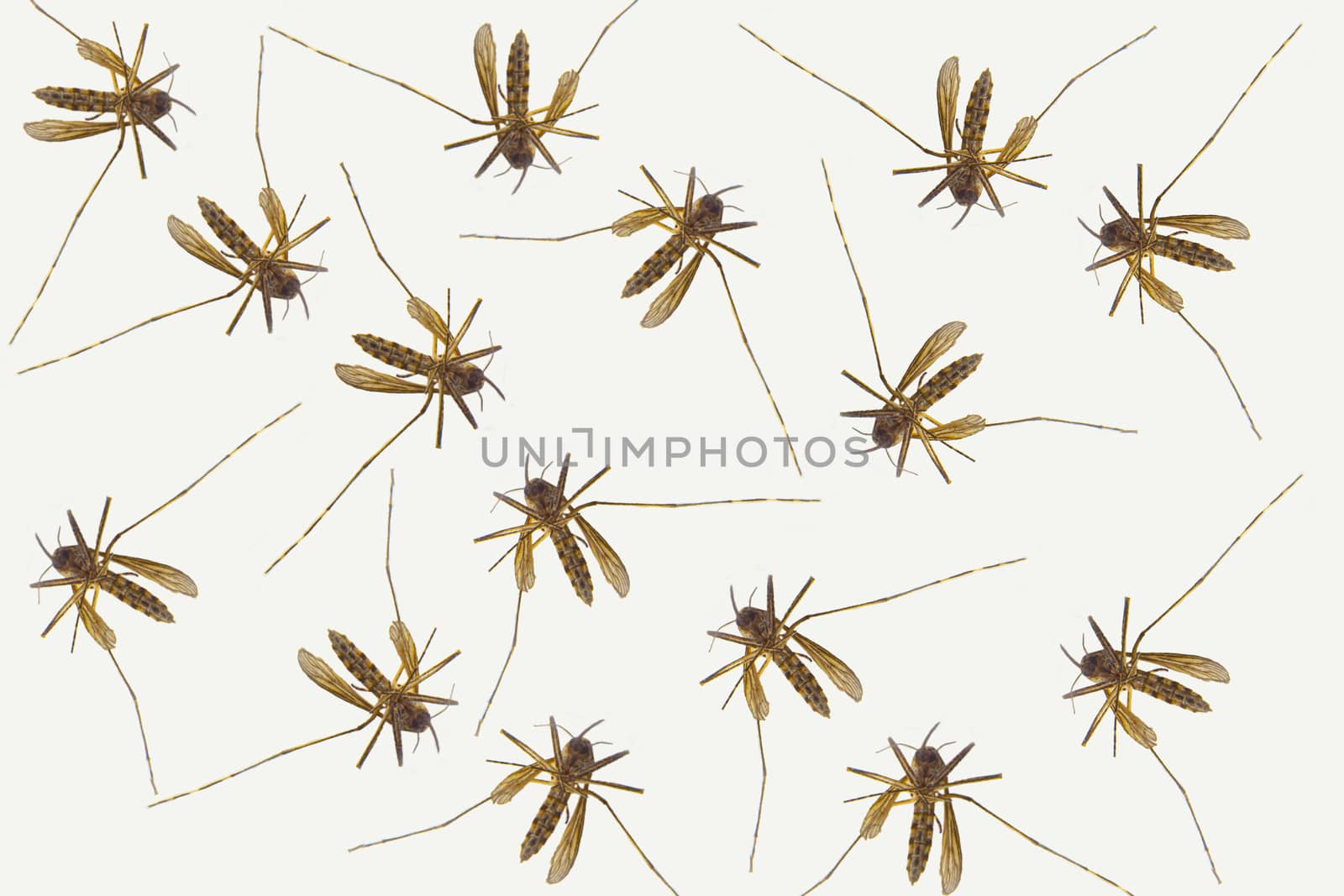 Several Mosquitoes on a white background. Concept: Mosquito season by oasisamuel