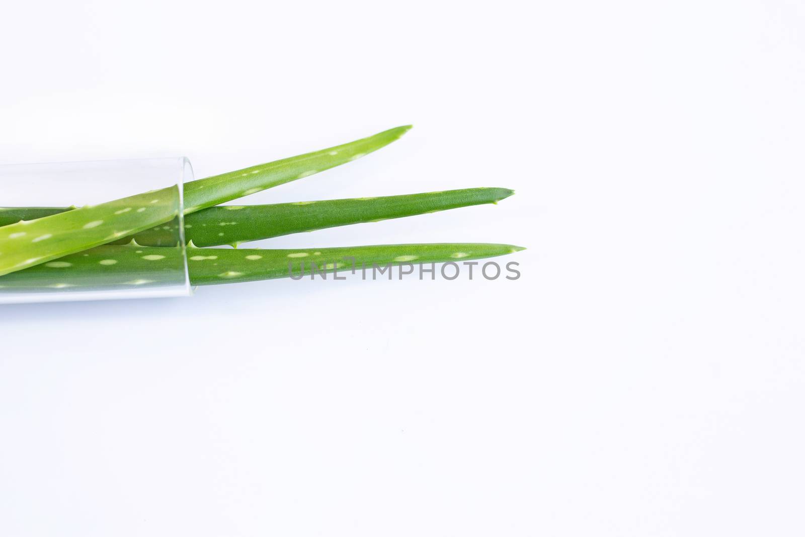 Aloe vera