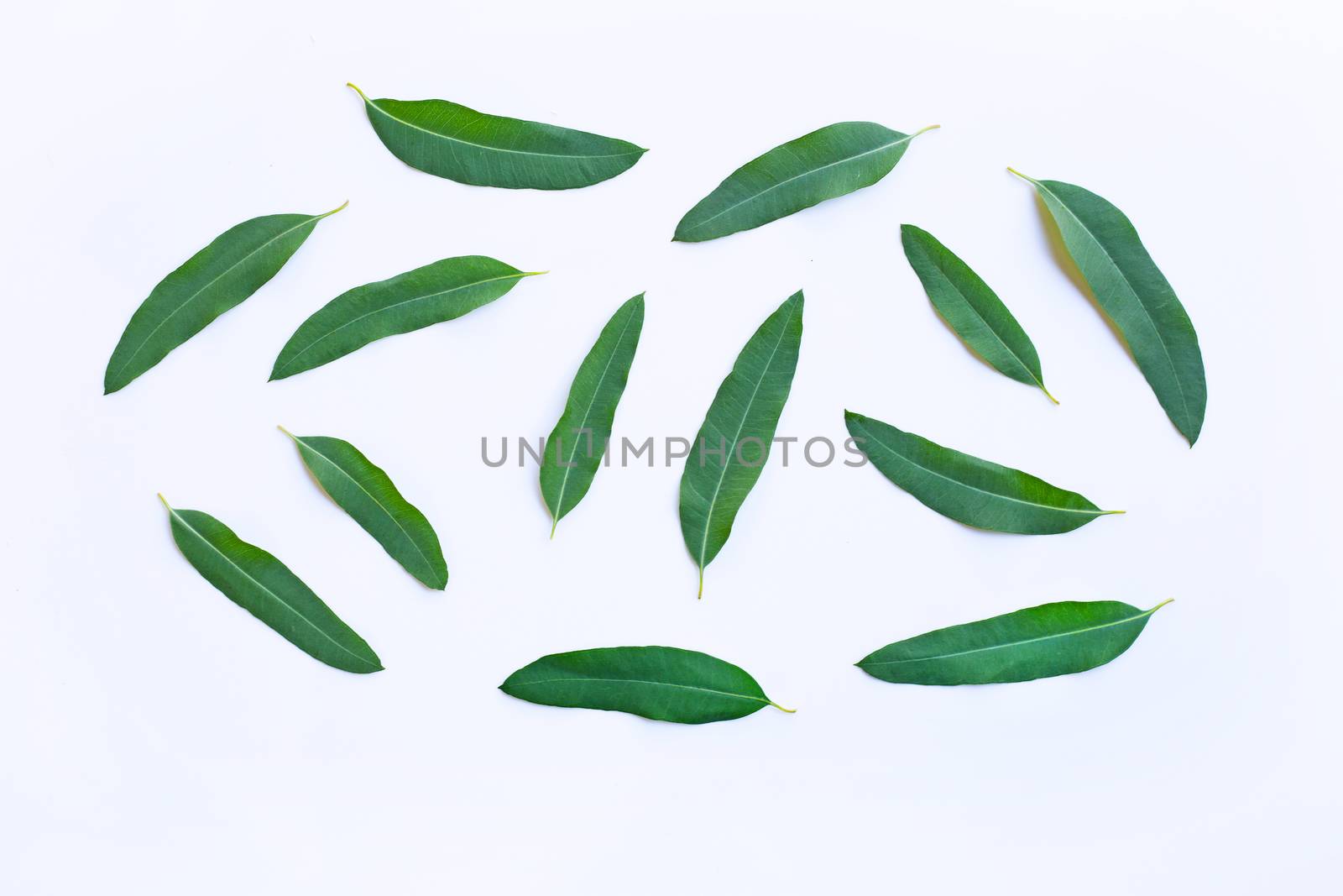 Eucalyptus  leaves on white background.