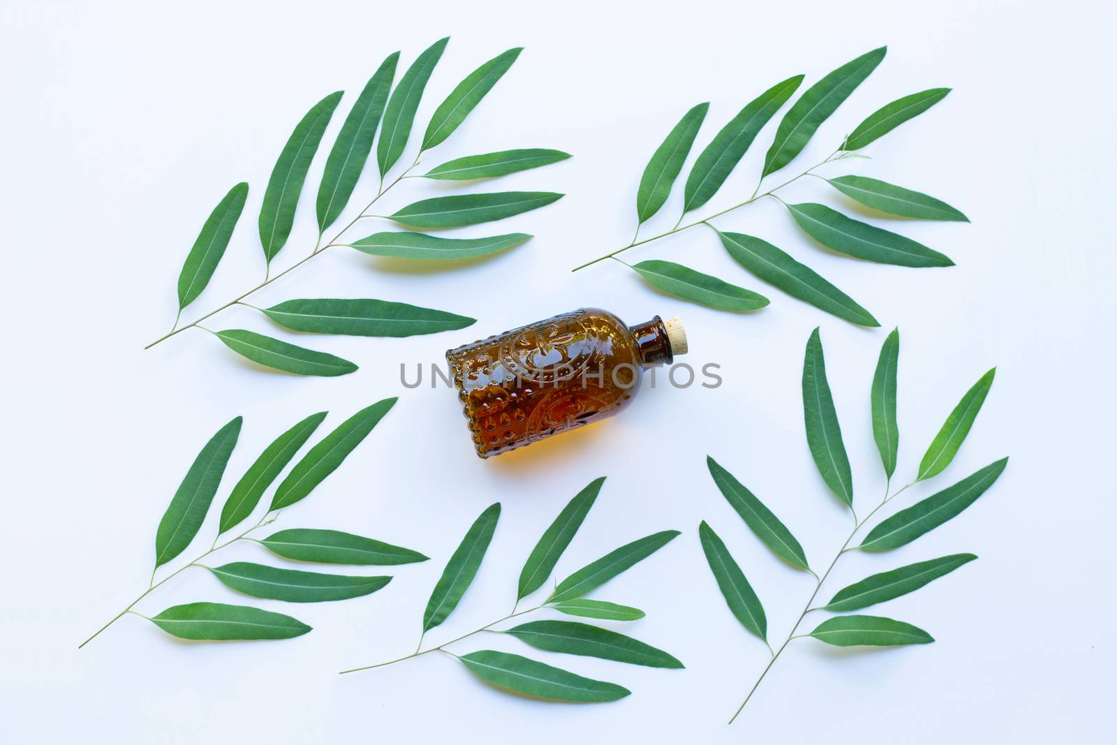 Eucalyptus oil bottle with  leaves on white background.