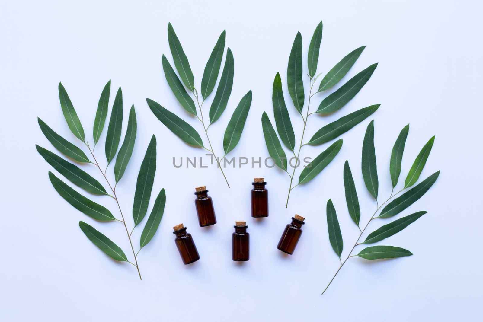 Eucalyptus oil bottle with  leaves on white background.