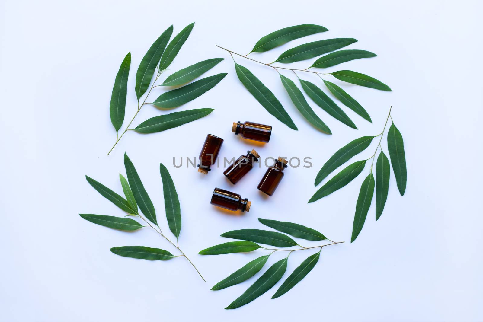 Eucalyptus oil bottle with  leaves on white background.