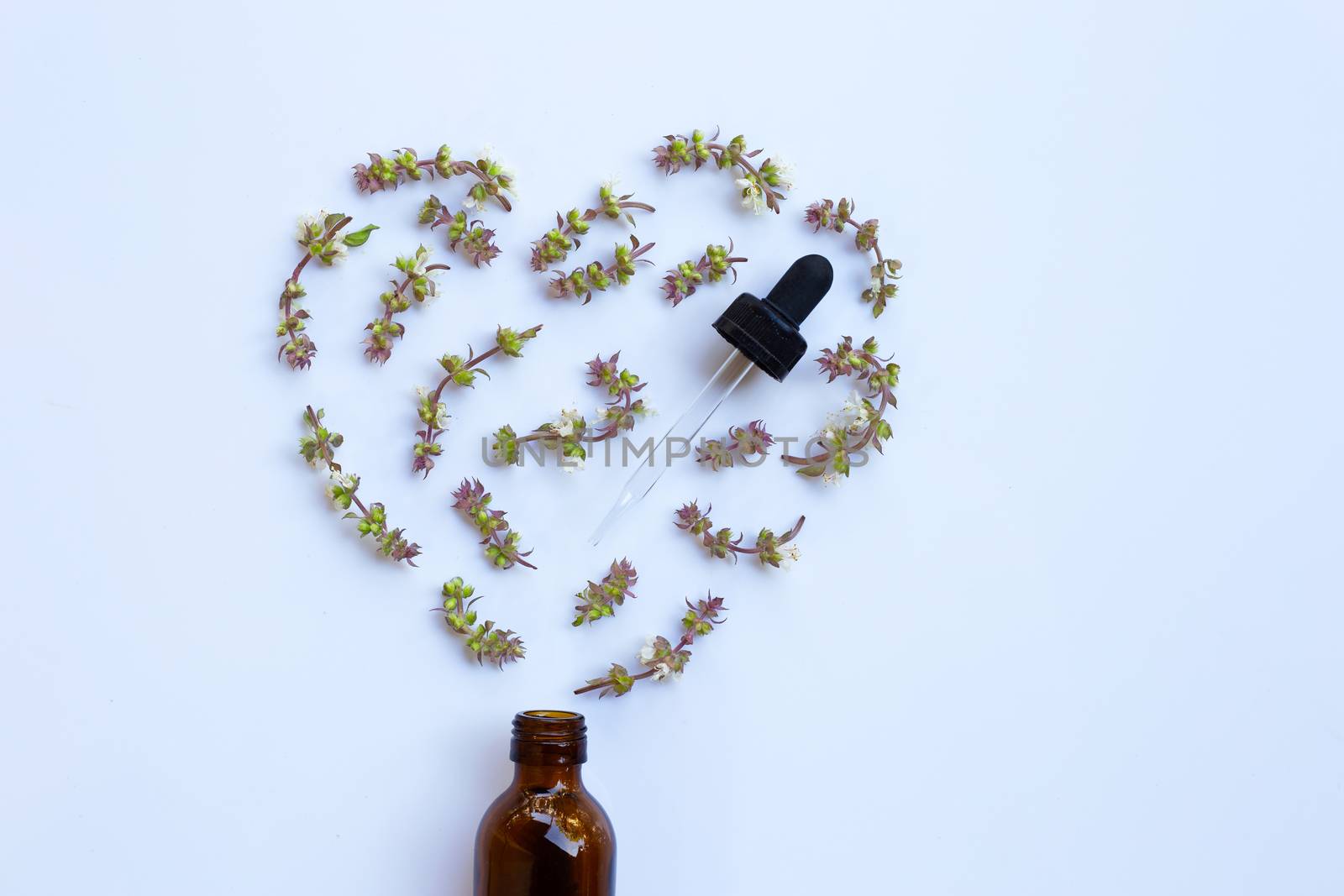 Flower of sweet basil with drop bottle of essential oil herb on white background