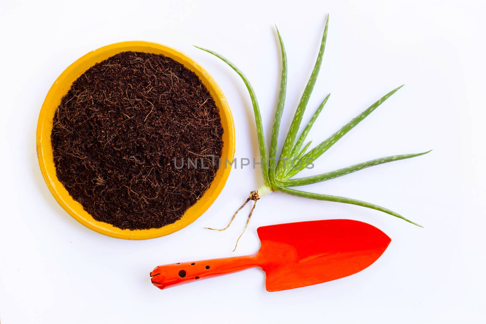Planting  aloe vera.
