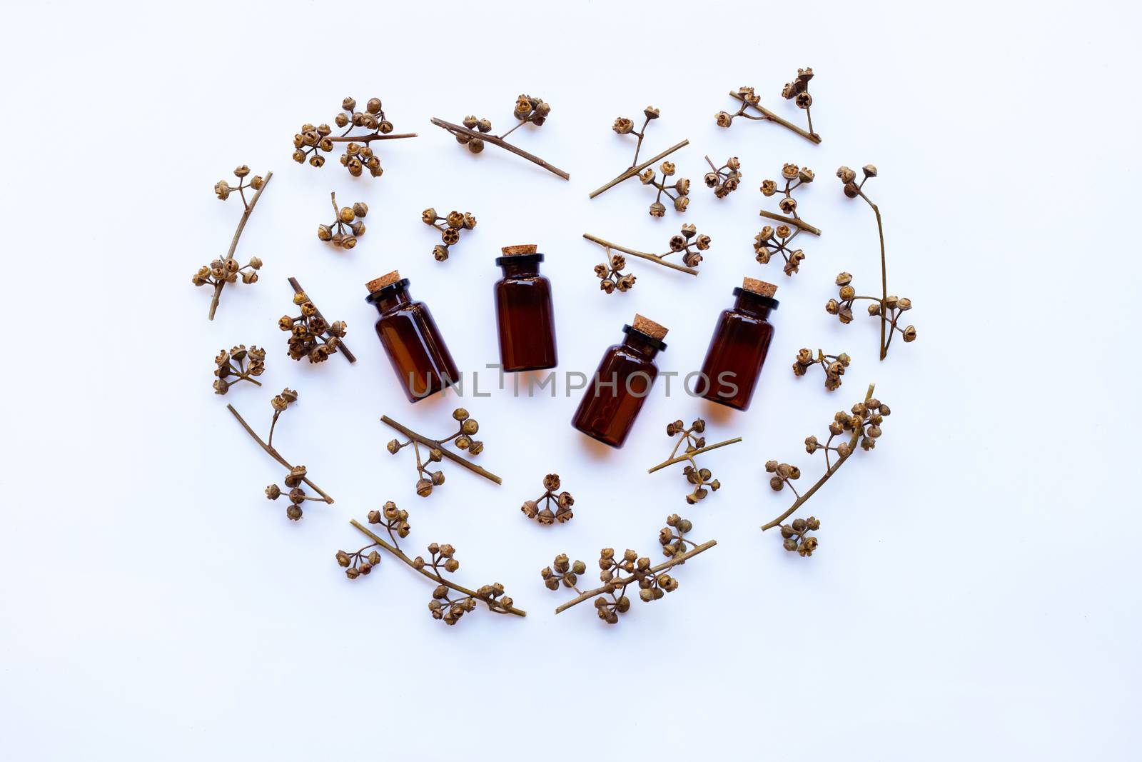 Eucalyptus essential oil bottle with dry seeded of eucalyptus  on white background.