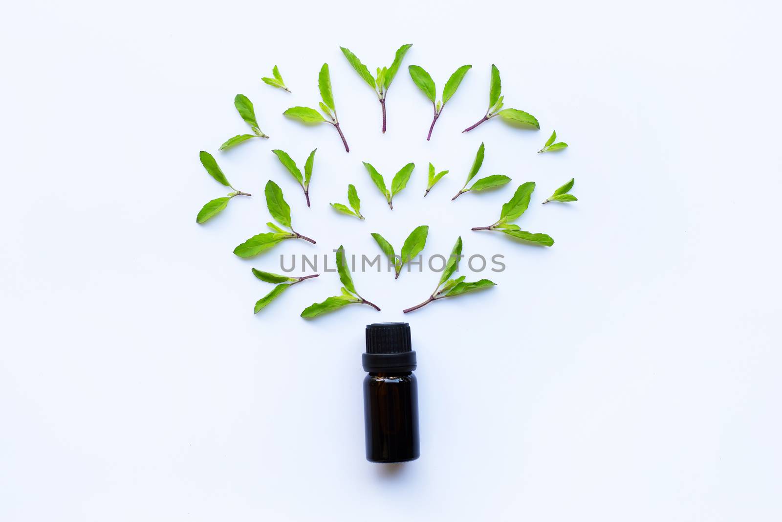 Holy basil essential oil in a glass bottle with fresh holy basil leaves 