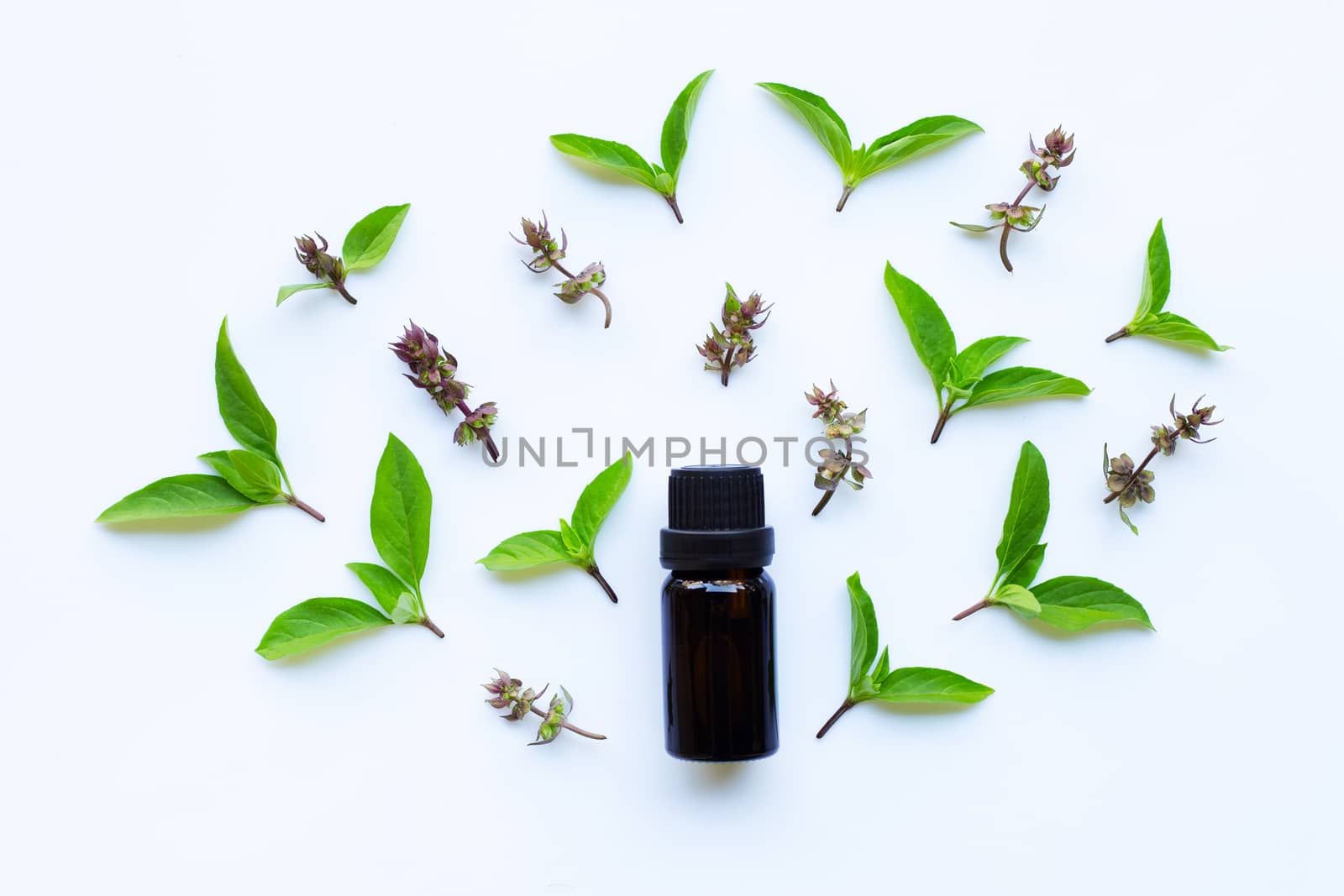 Sweet basil essential oil in a glass bottle with fresh sweet basil leaves and flower.