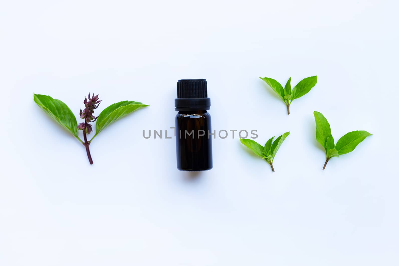 Sweet basil essential oil in a glass bottle with fresh sweet basil leaves and flower.