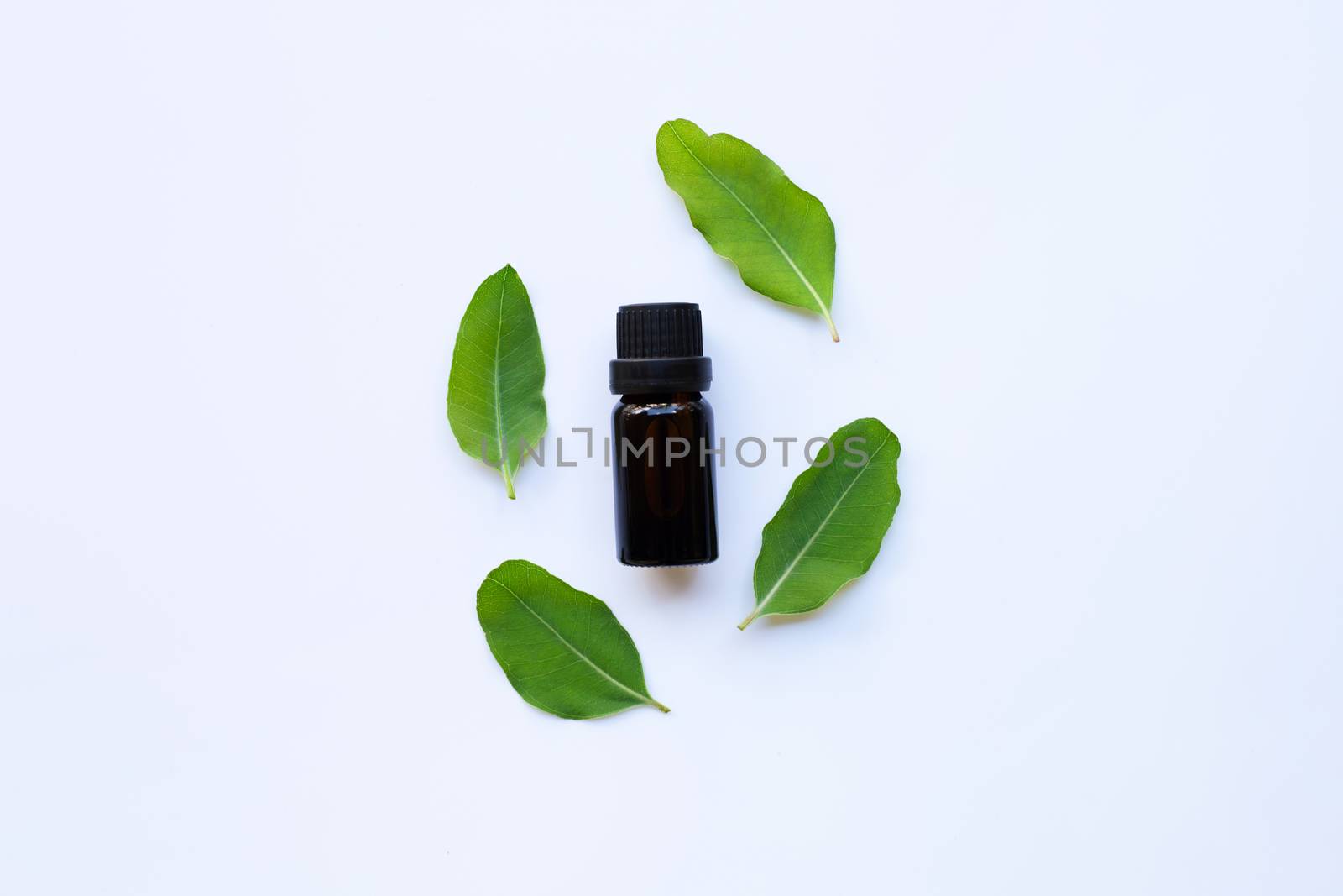 Eucalyptus aromatherapy essential oils in bottle with eucalyptus  green leaves