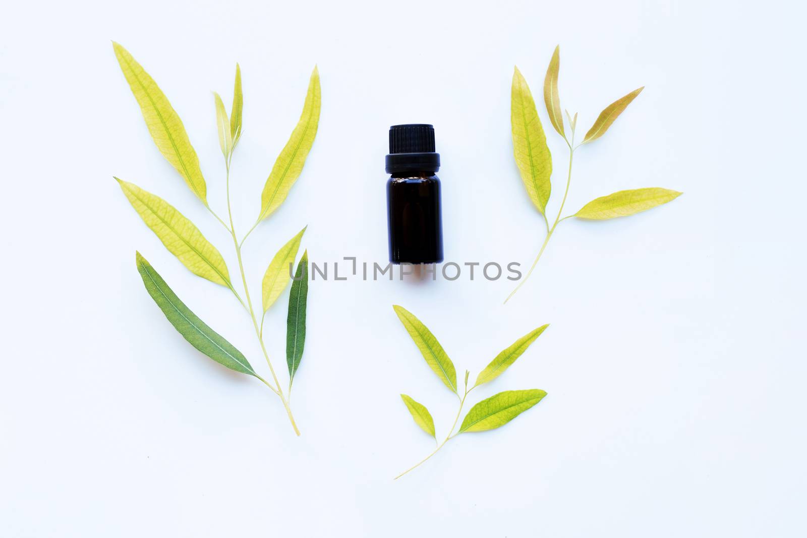Eucalyptus oil bottle with  leaves on white background.