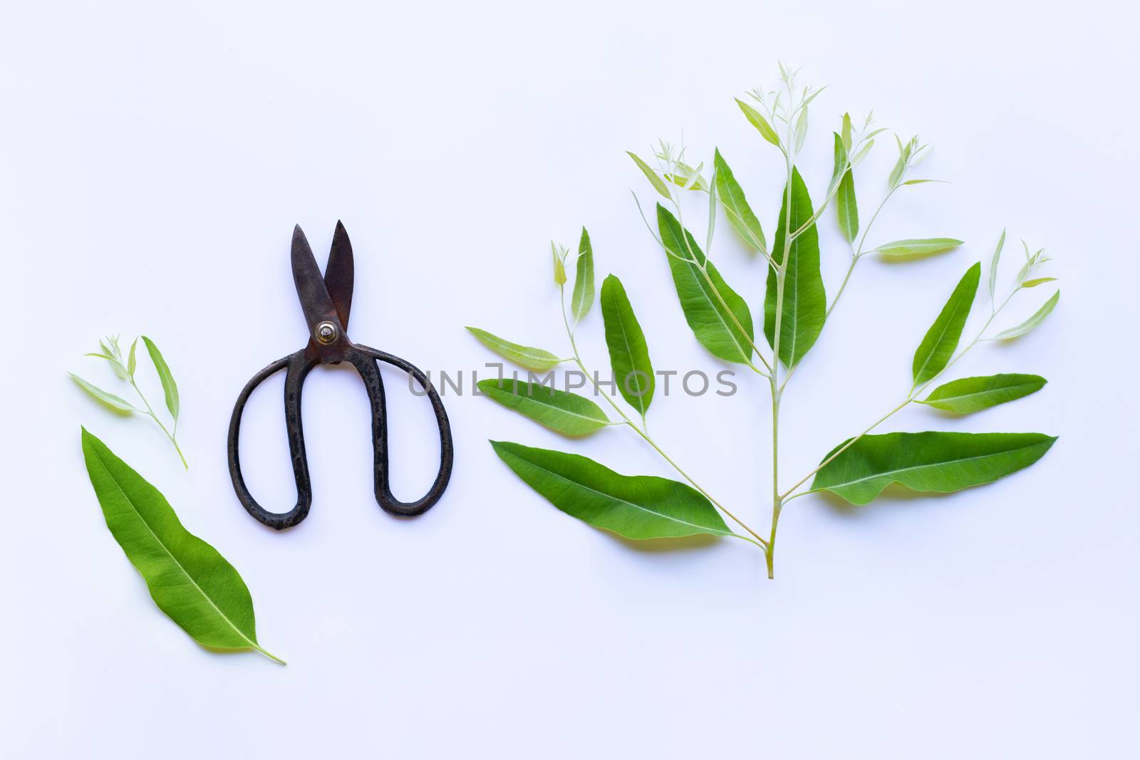 Branch and leaves of eucalyptus  with  vintage scissors on  white background.
