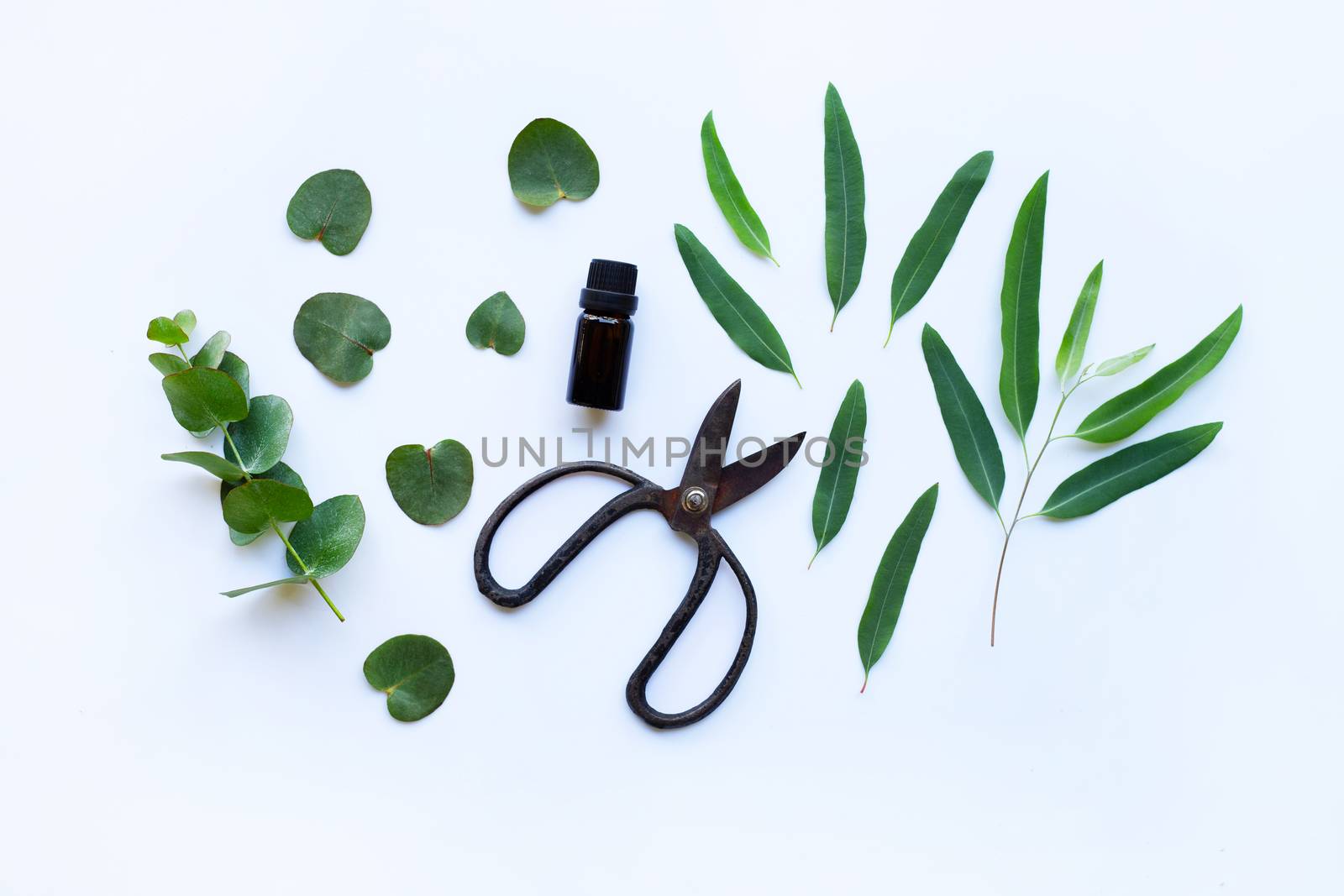 Eucalyptus essential oil with branch, leaves of eucalyptus and vintage scissors on white background