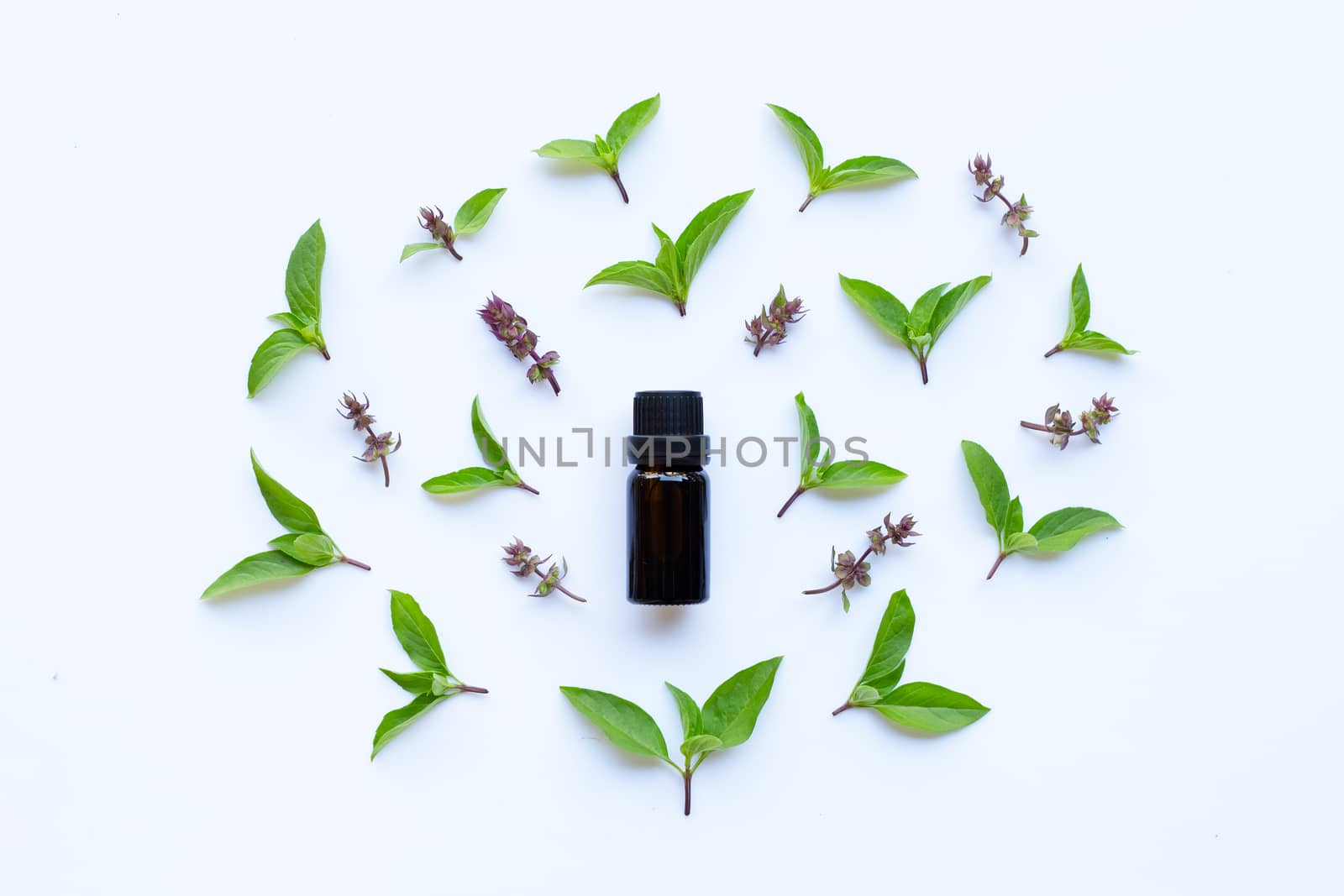 Sweet basil essential oil in a glass bottle with fresh sweet basil leaves and flower.