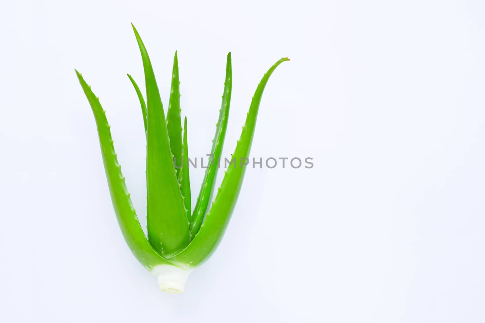 Aloe vera on white background. Copy space