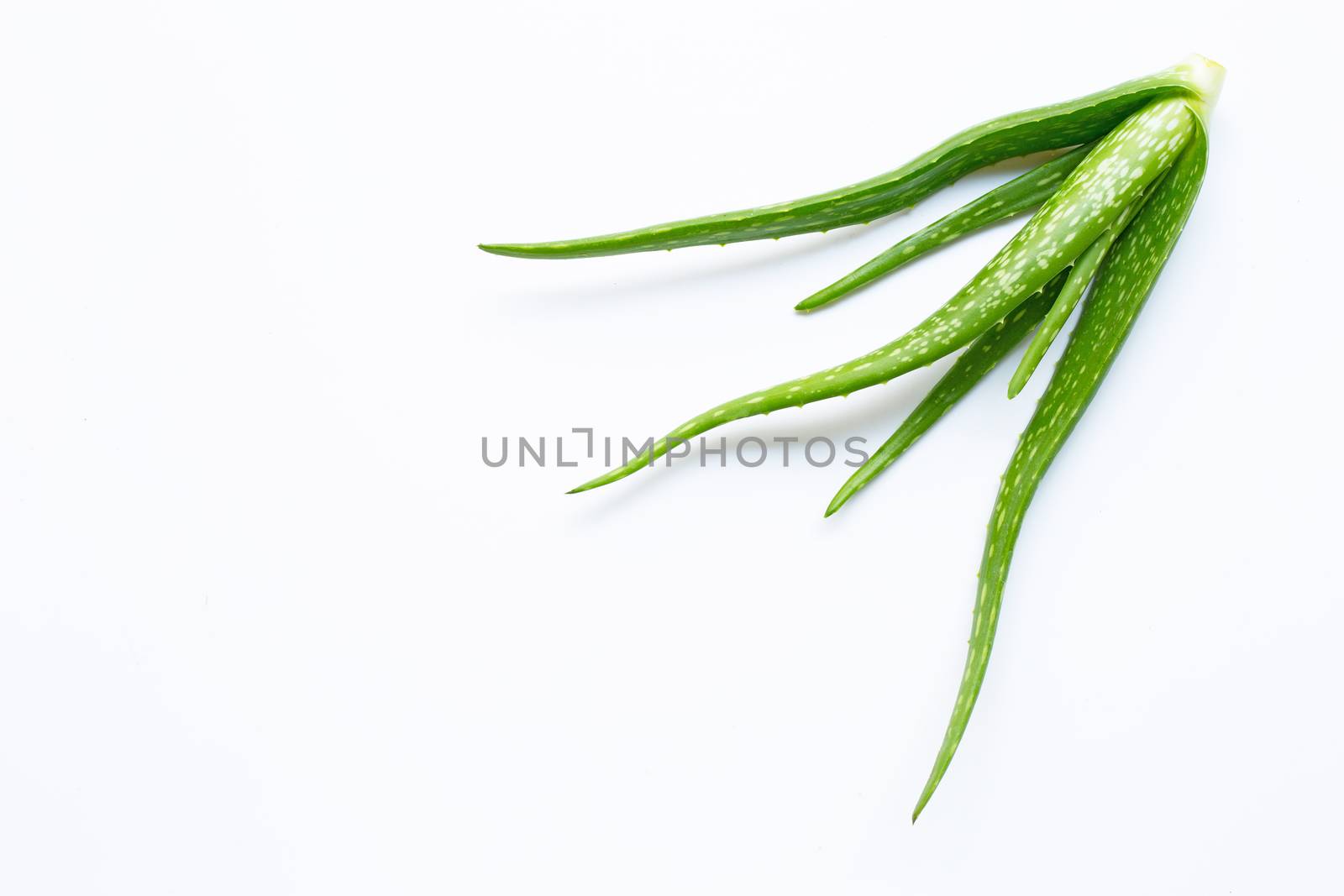 Aloe vera  on white background.