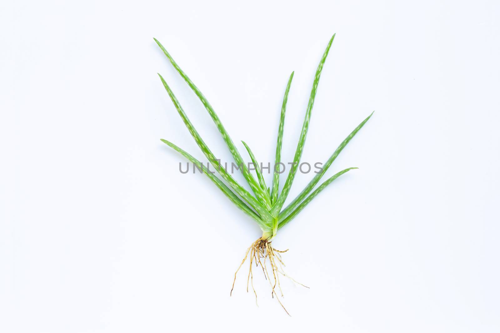Aloe vera  on white background.