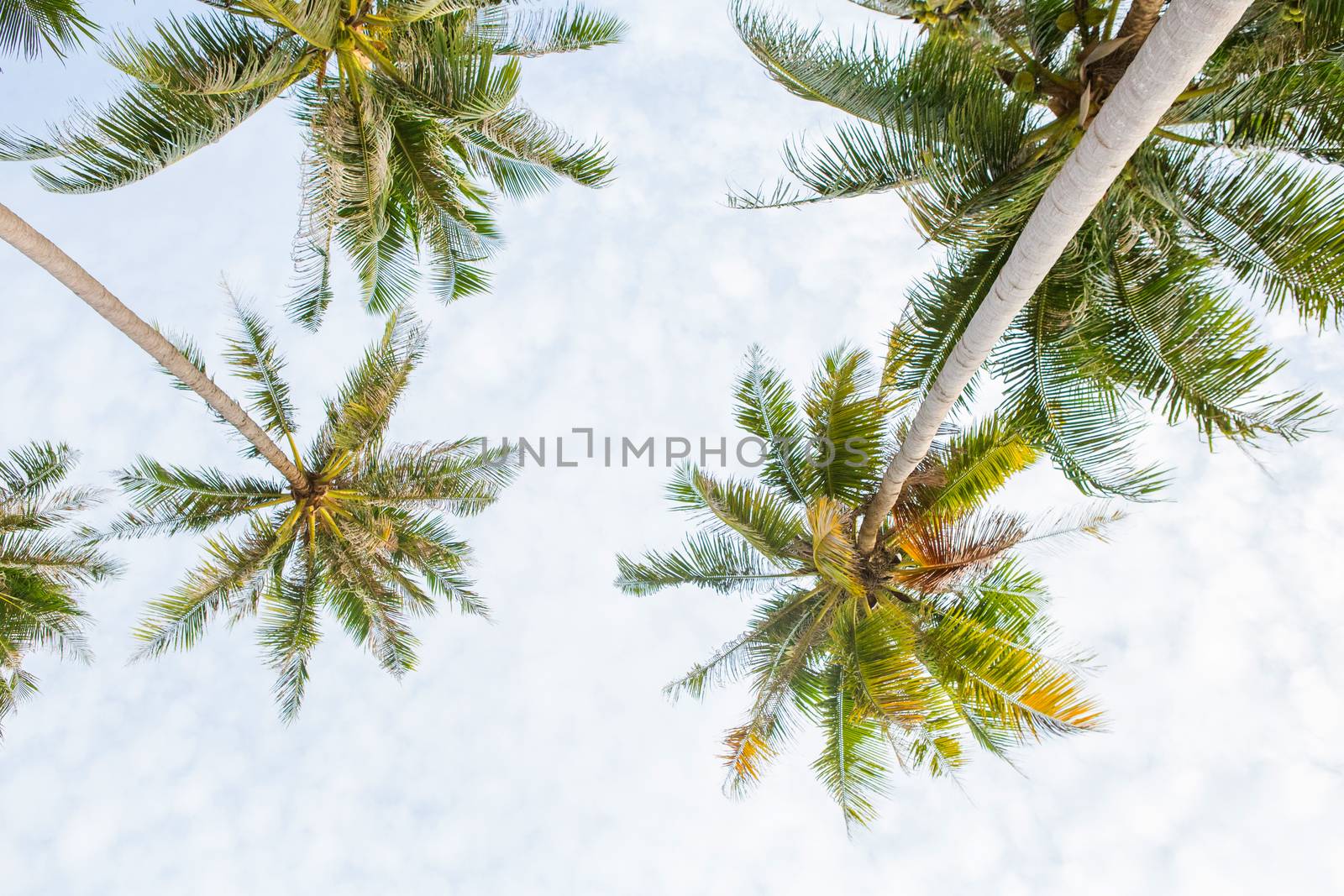 Coconut palm trees, beautiful tropical with sky and clouds.