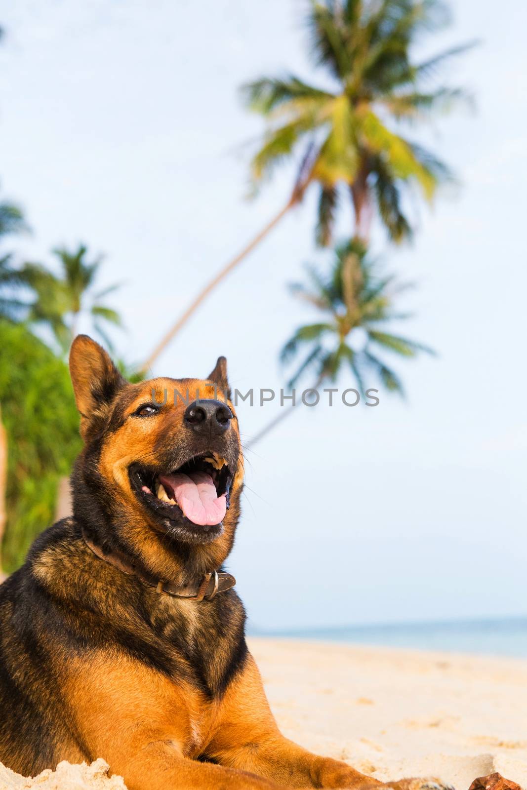 A happy dog  playing at the beach. by Bowonpat