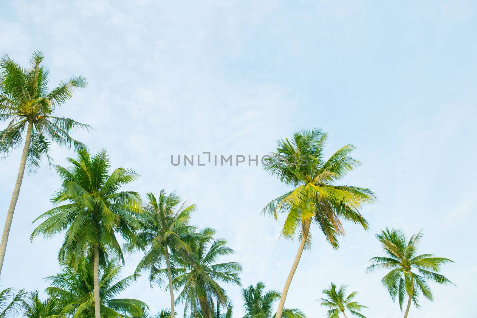 Coconut palm trees, beautiful tropical with sky and clouds.