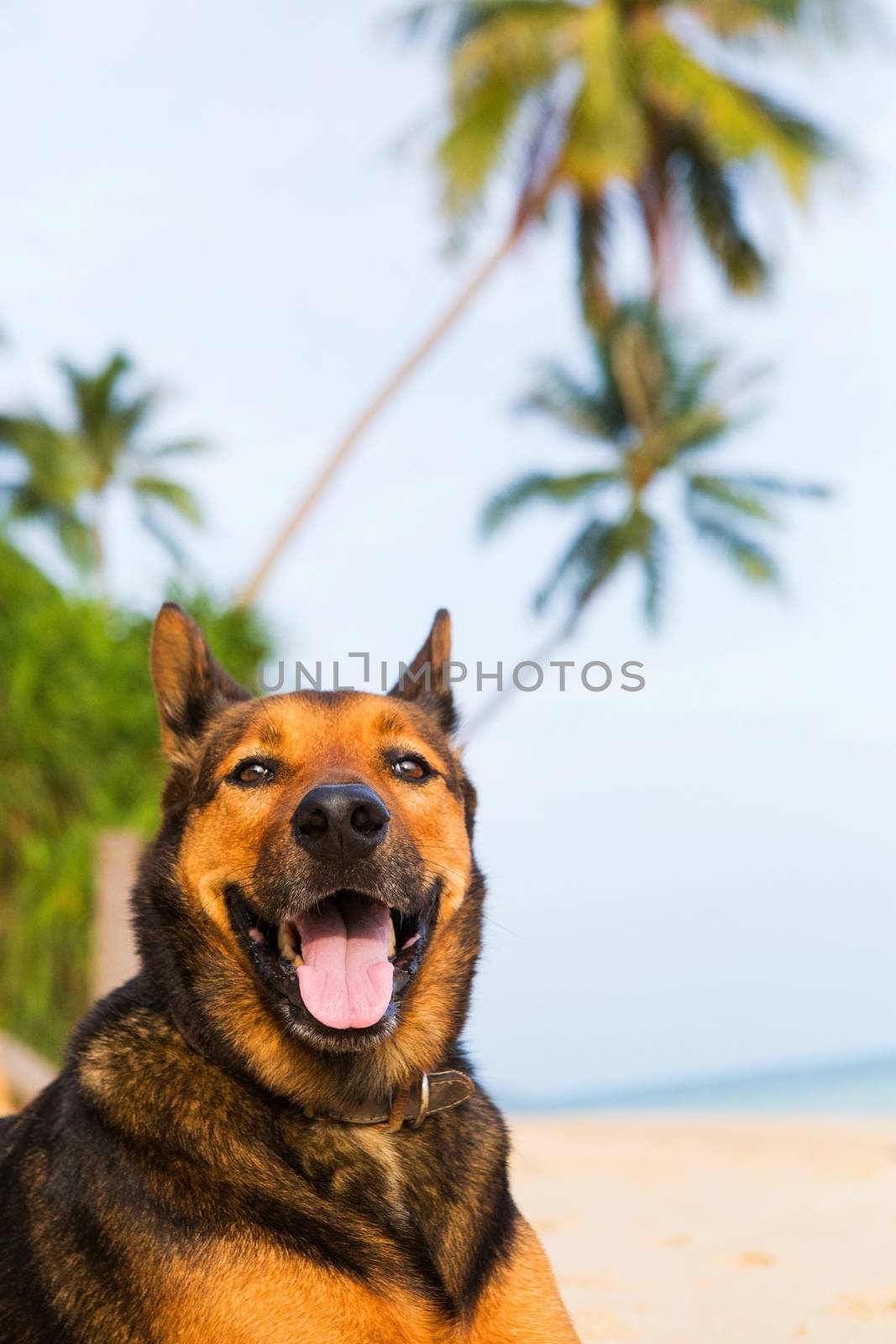 A happy dog  playing at the beach. Summer concept
