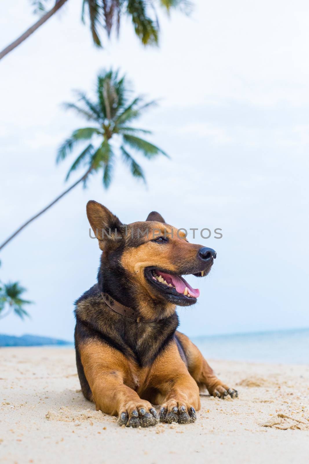 A happy dog on the beach. by Bowonpat