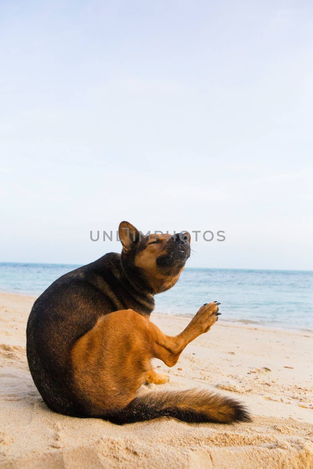 A dog  scratches himself at the beach.  by Bowonpat