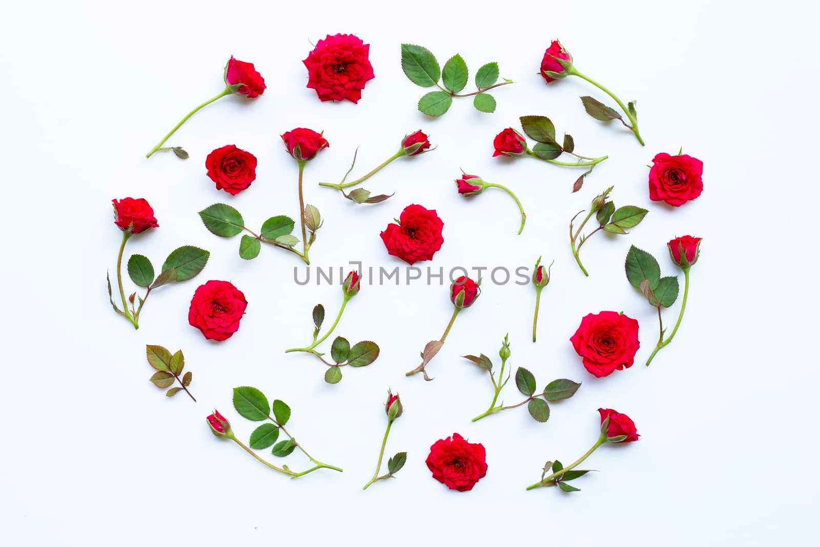 Rose on white background. Top view