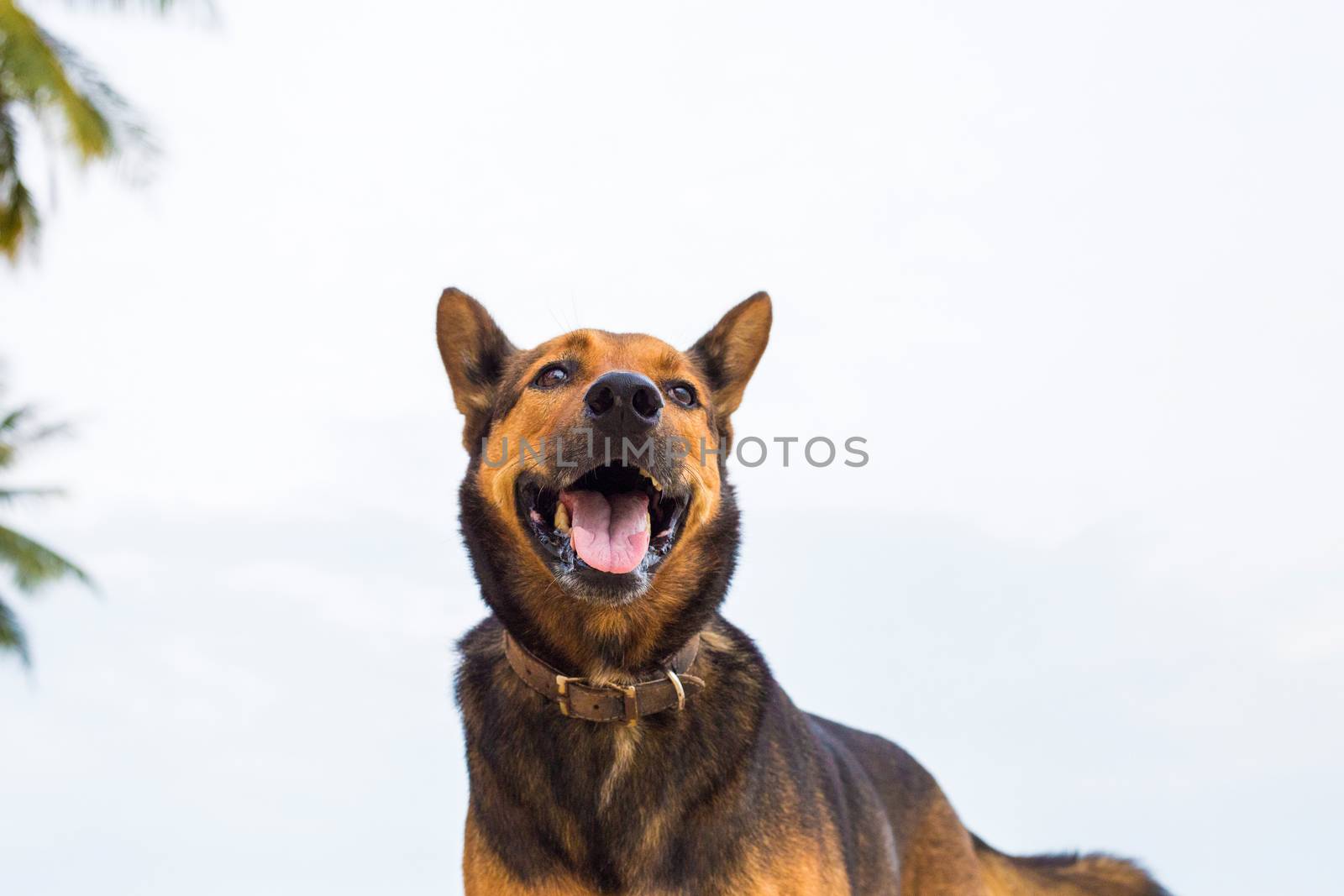 A happy dog  playing at the beach. summer concept