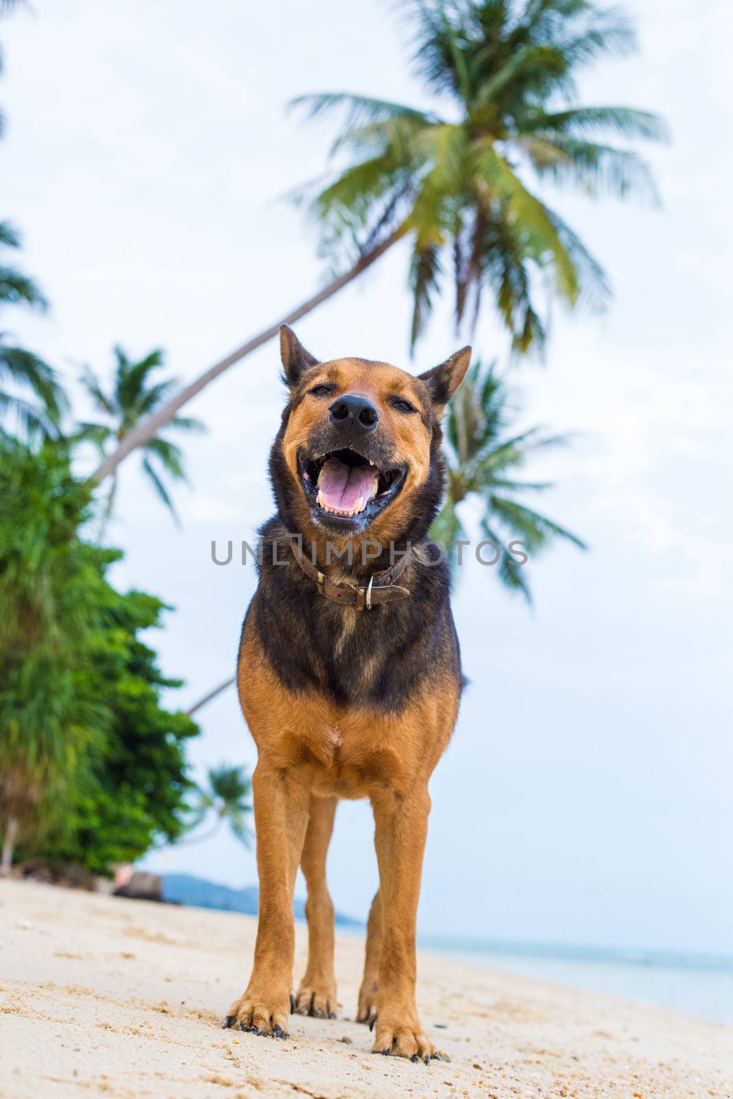 A happy dog  playing at the beach. summer concept