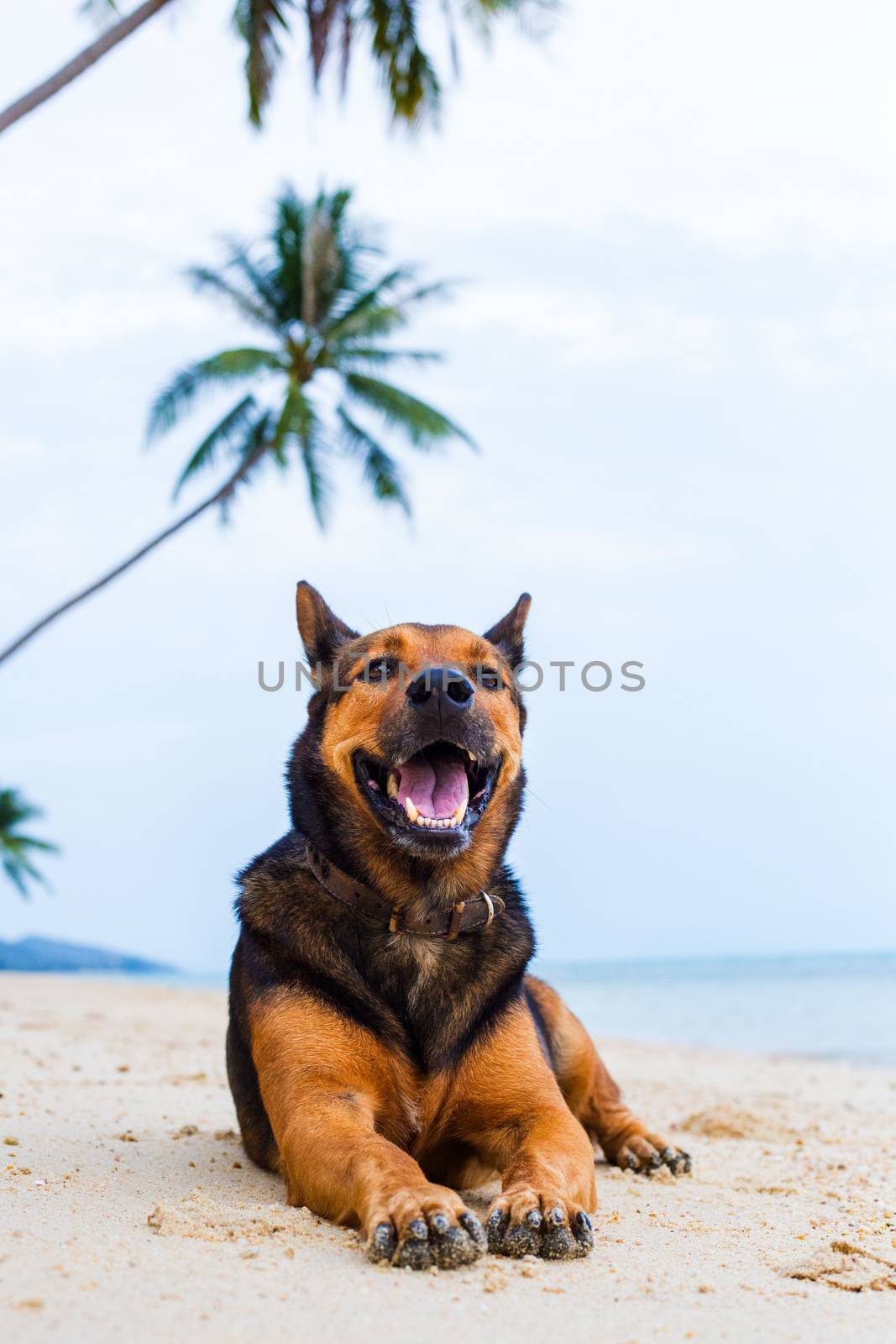 A happy dog relaxing on the beach. by Bowonpat