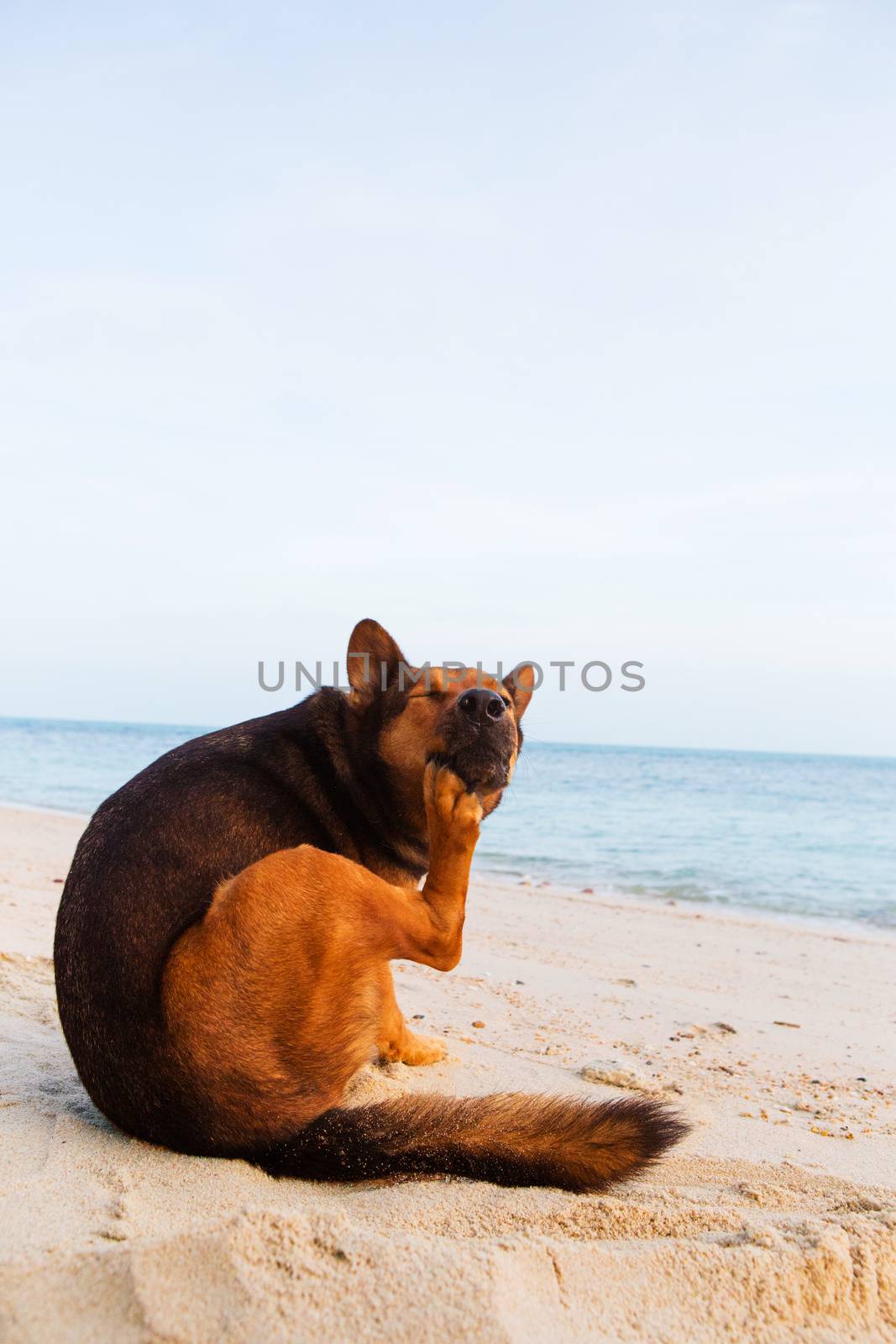 A dog  scratches himself on the beach. by Bowonpat