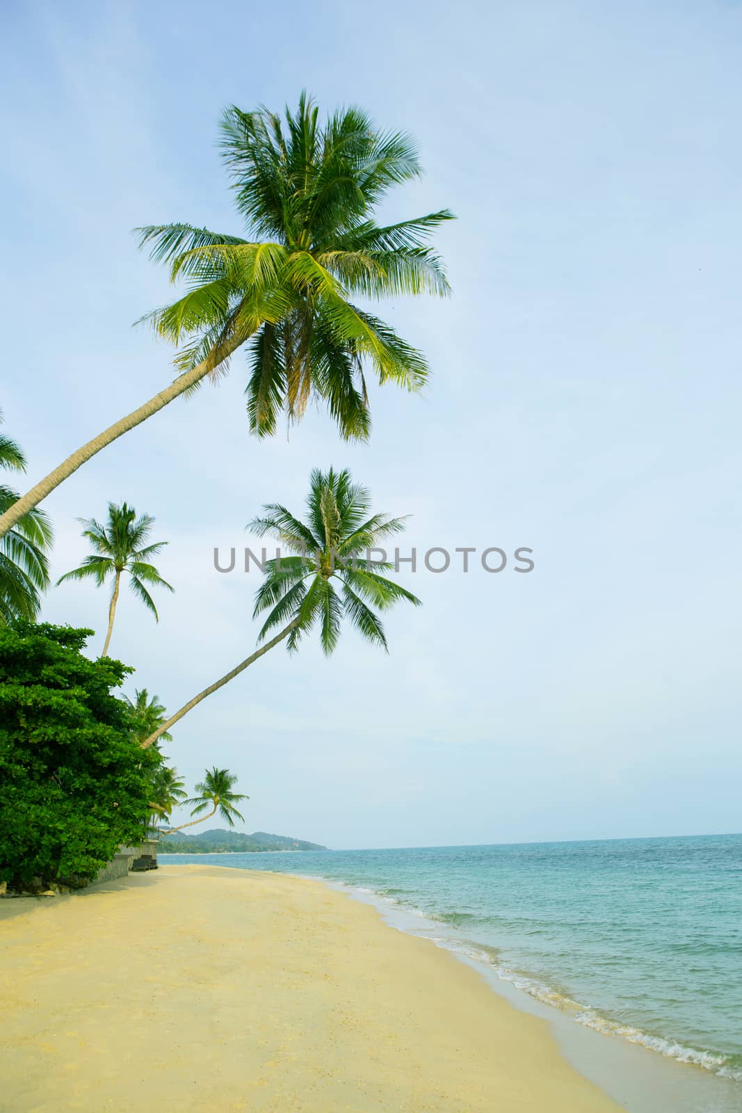 Beautiful beach with coconut palm trees.  by Bowonpat