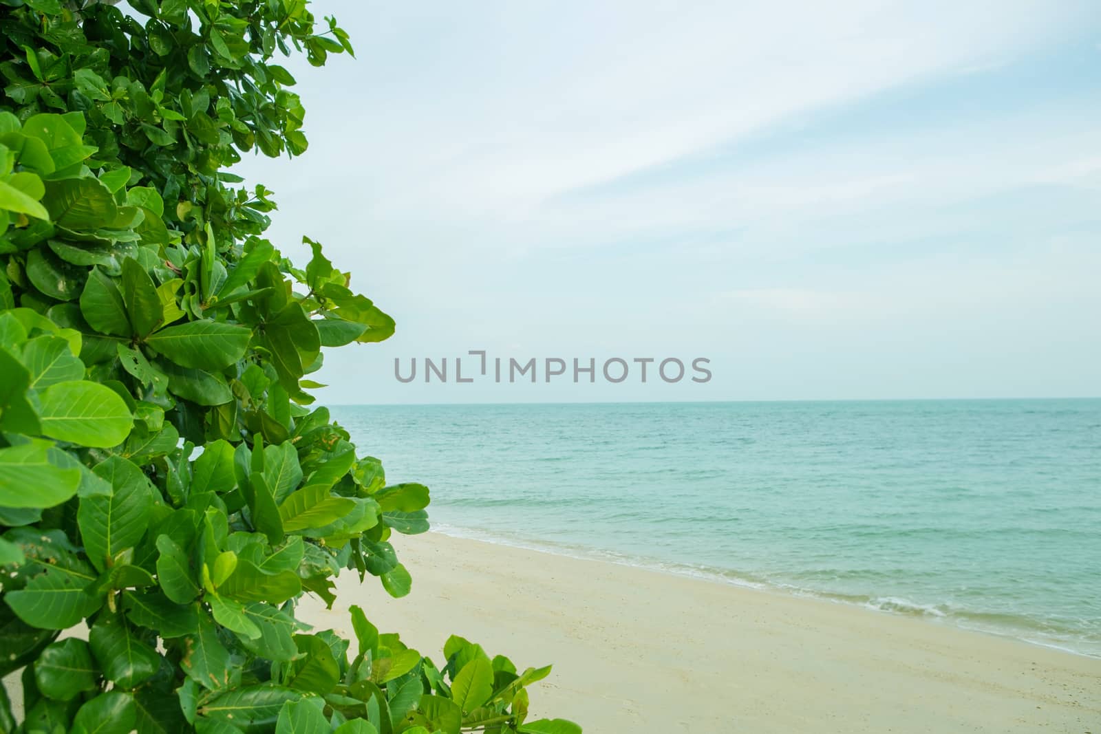 Beautiful beach with green leaf. Holiday and vacation concept