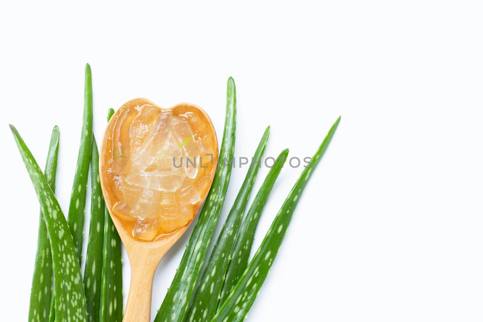 Aloe vera is a popular medicinal plant for health and beauty, on white background. Copy space