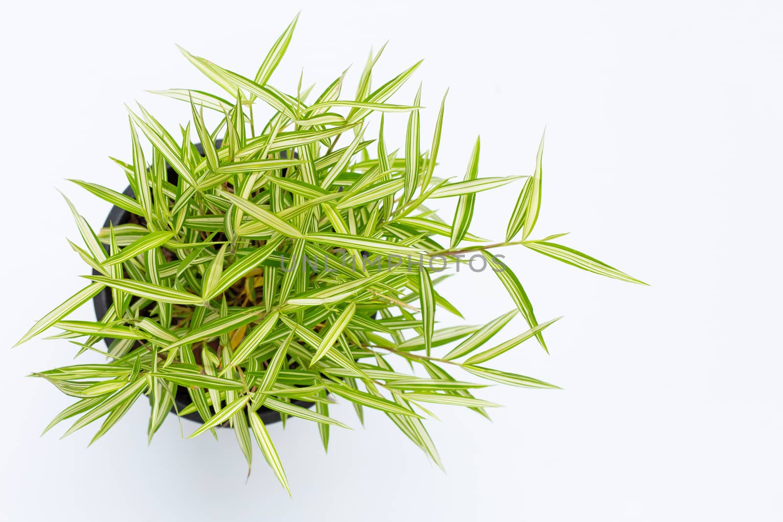 Green yellow plant in pot on white background. Top view of Thyrsostachys Siamensis Gamble or Cat bamboo